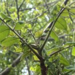 04-12onigurumimebana