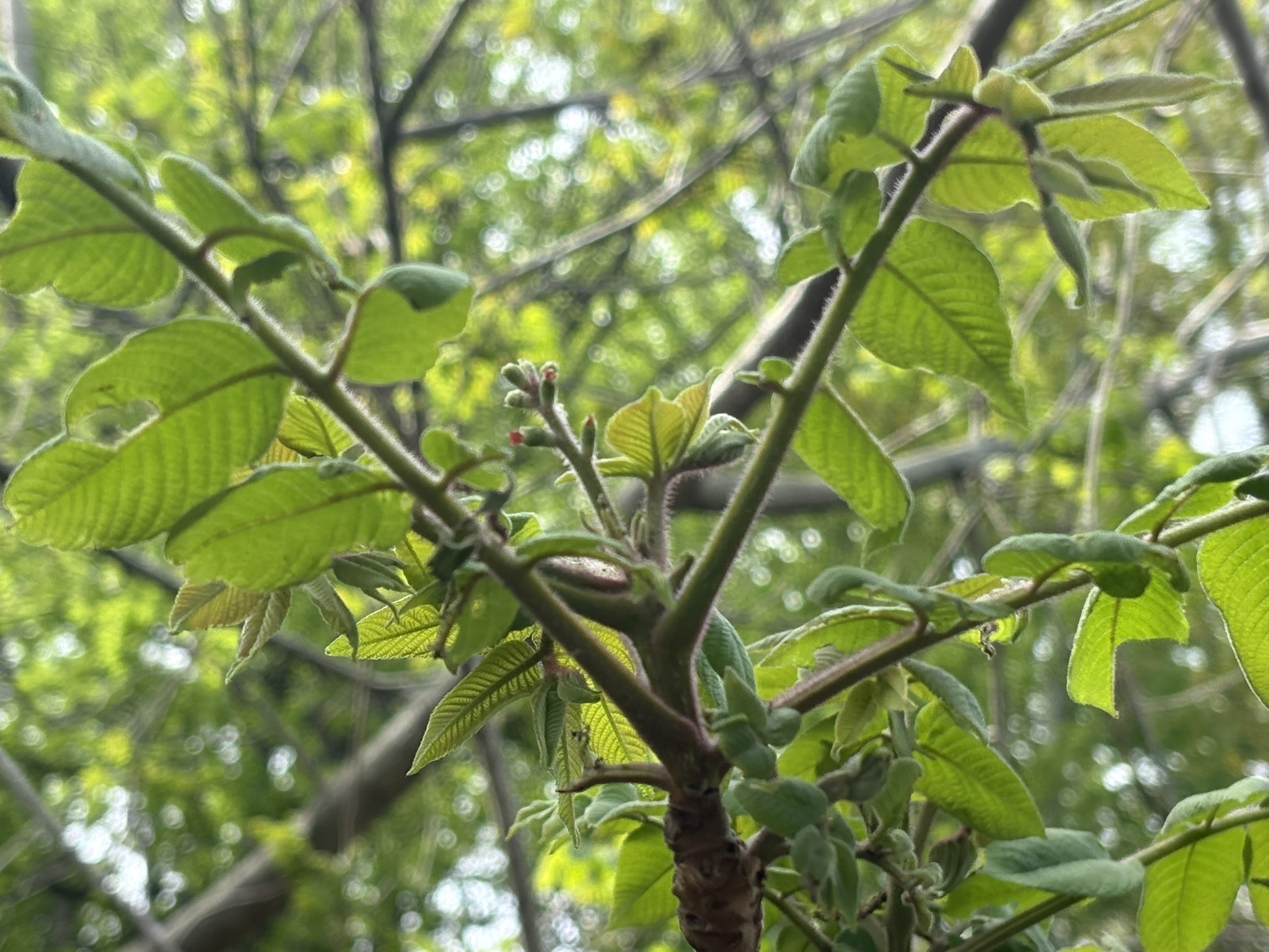 とても小さいオニグルミの雌花 2026-04-12