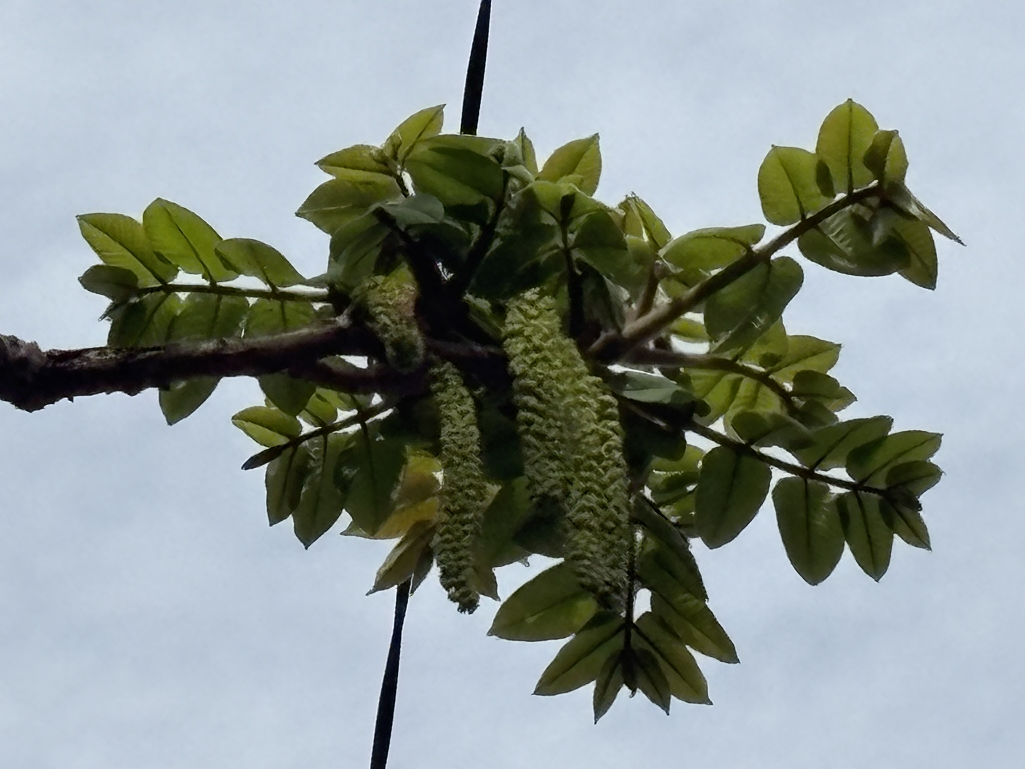 風に揺られて花粉を飛ばすオニグルミ雄花 2026-04-12