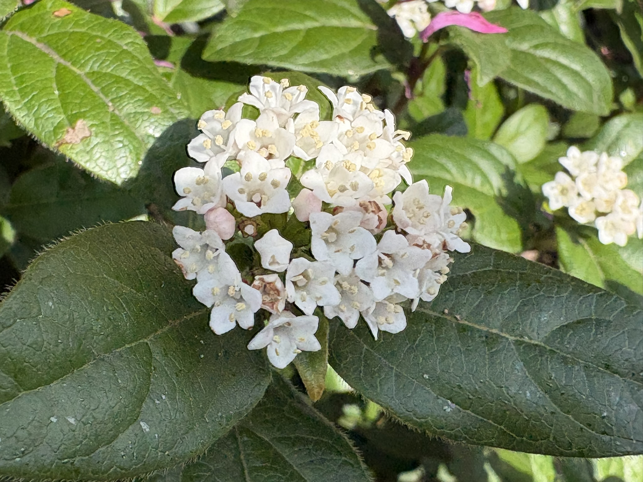 チョウジガマズミ開花 2026-04-13