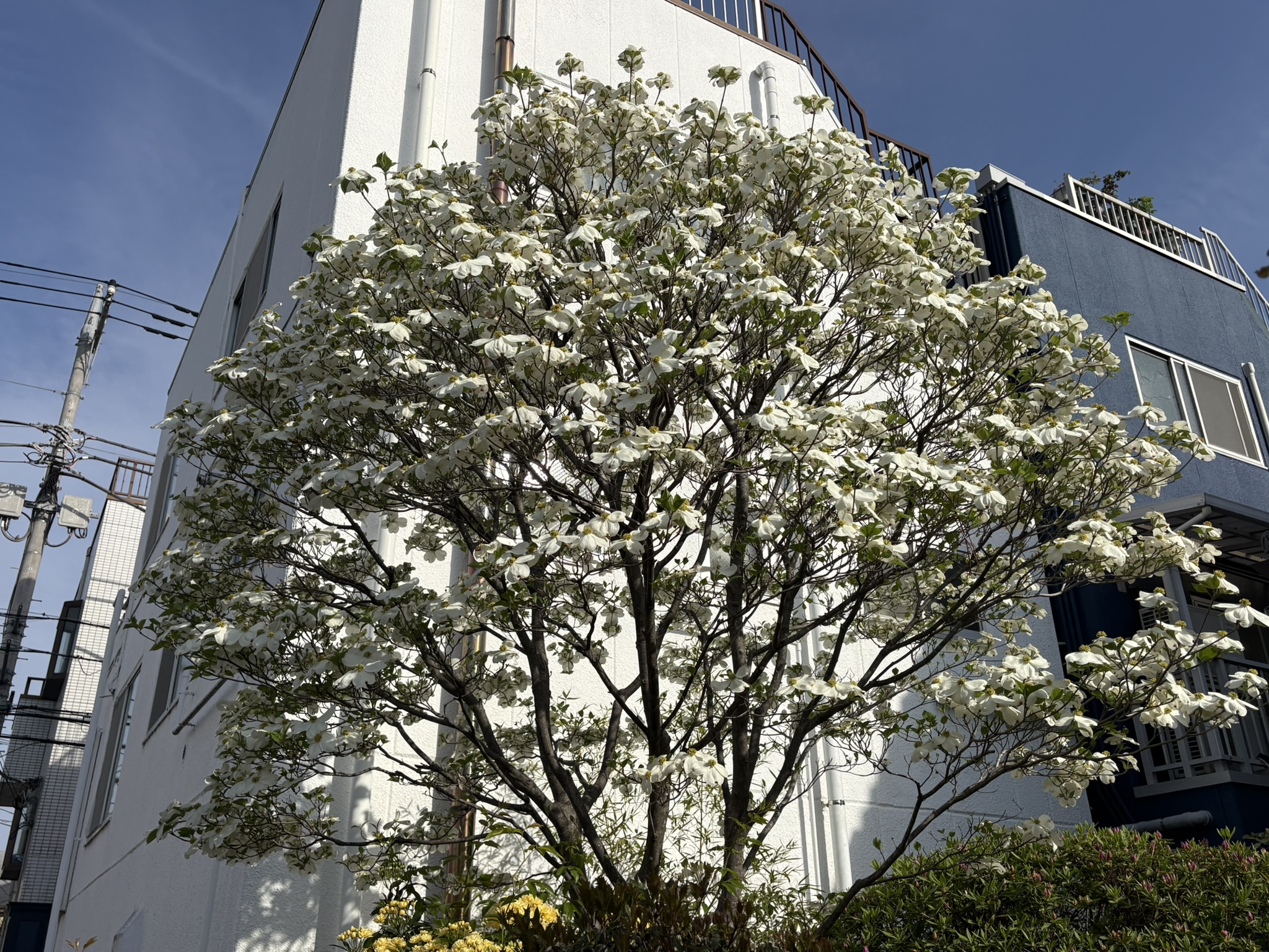 ハナミズキ 白が一番早い? 2026-04-13