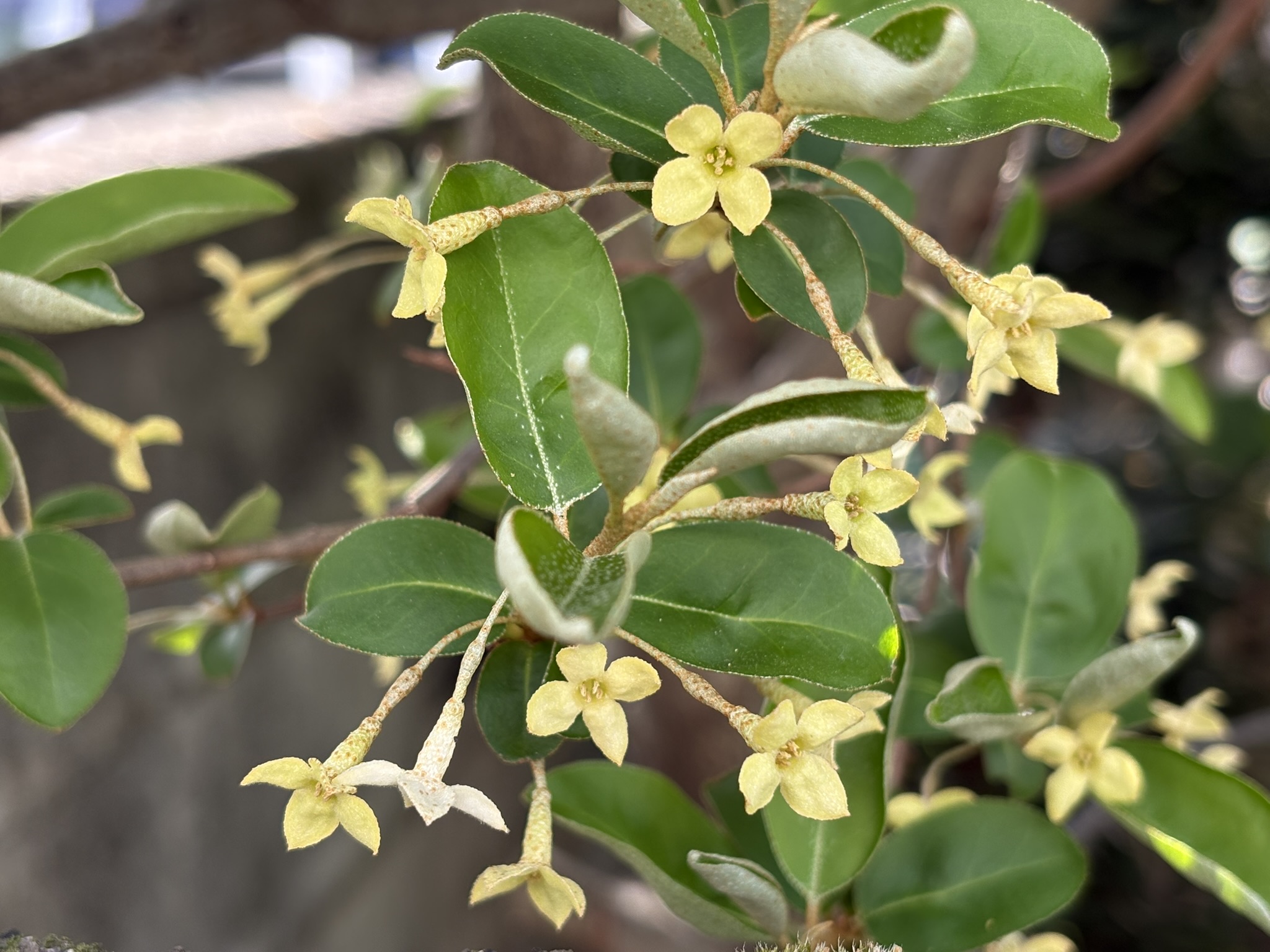 トウグミの黄色い小さい花 2026-04-13