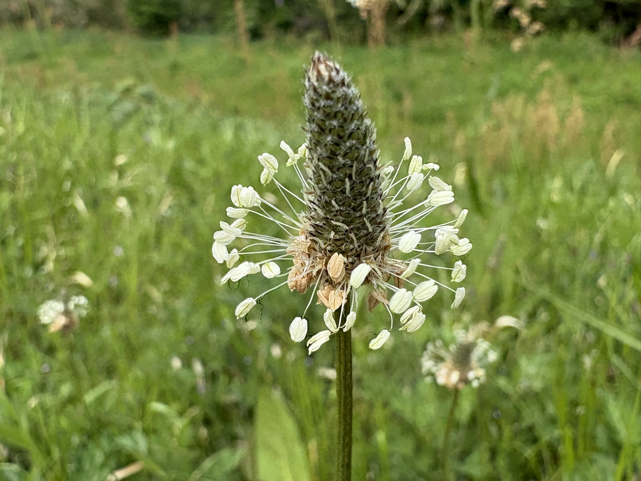 浮き輪の様な花ヘラオオバコ 2026-04-15