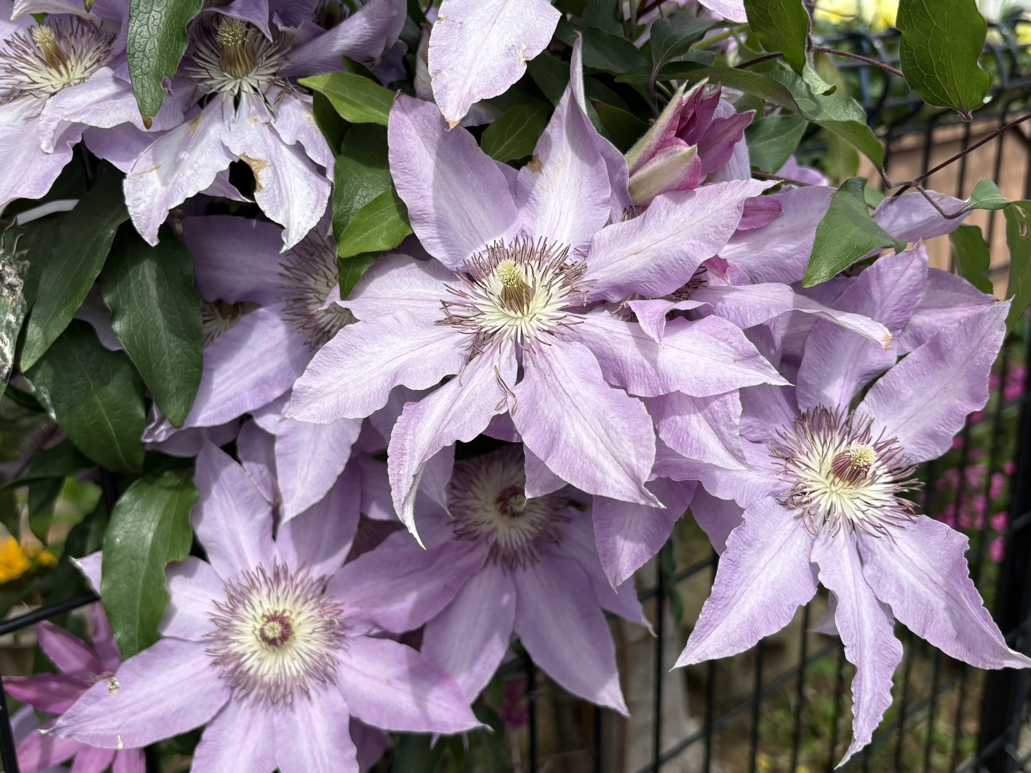 春先のクレマチス大輪の花 2026-04-15