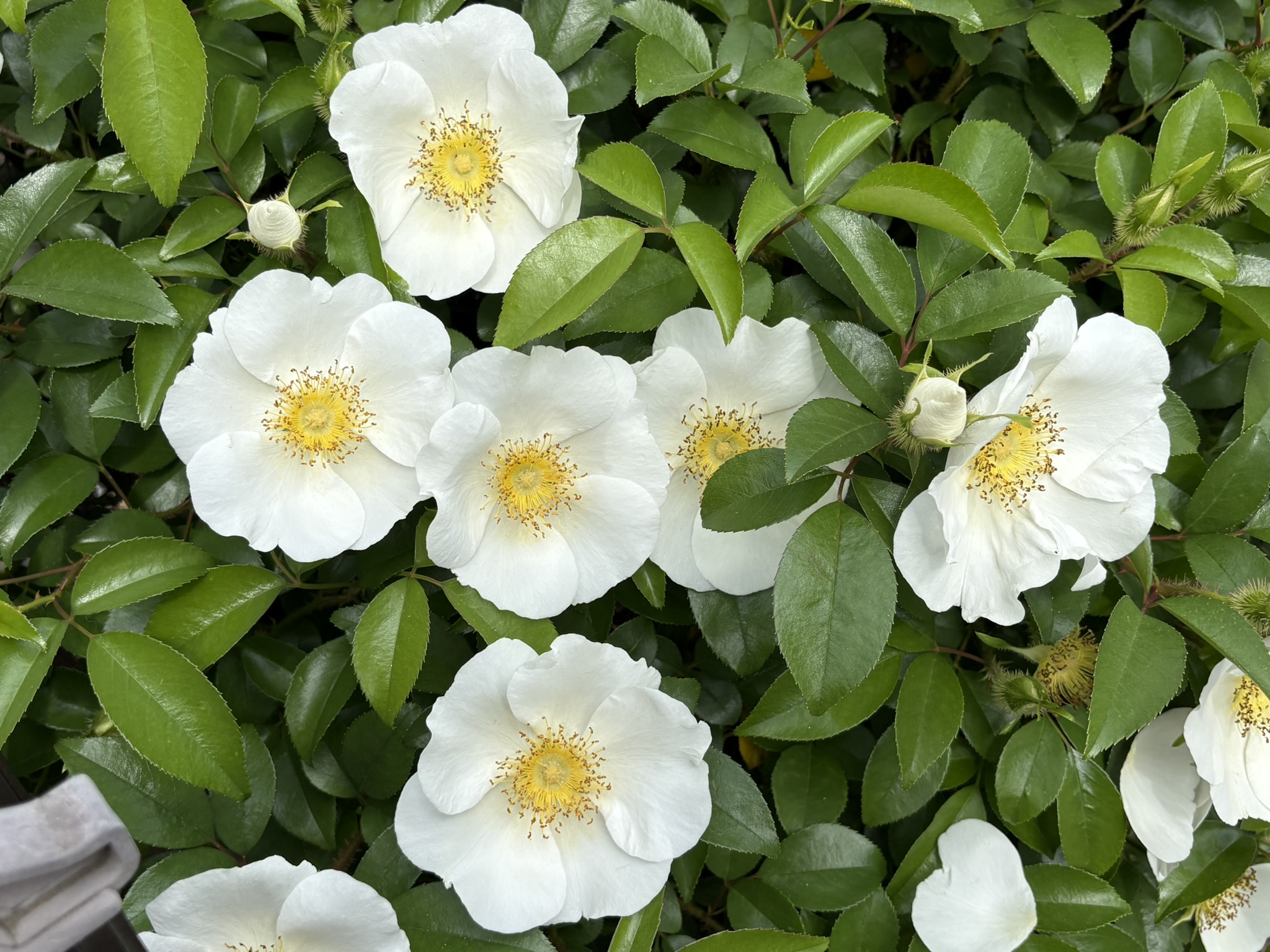 ツバキに似たナニワイバラ 2026-04-15