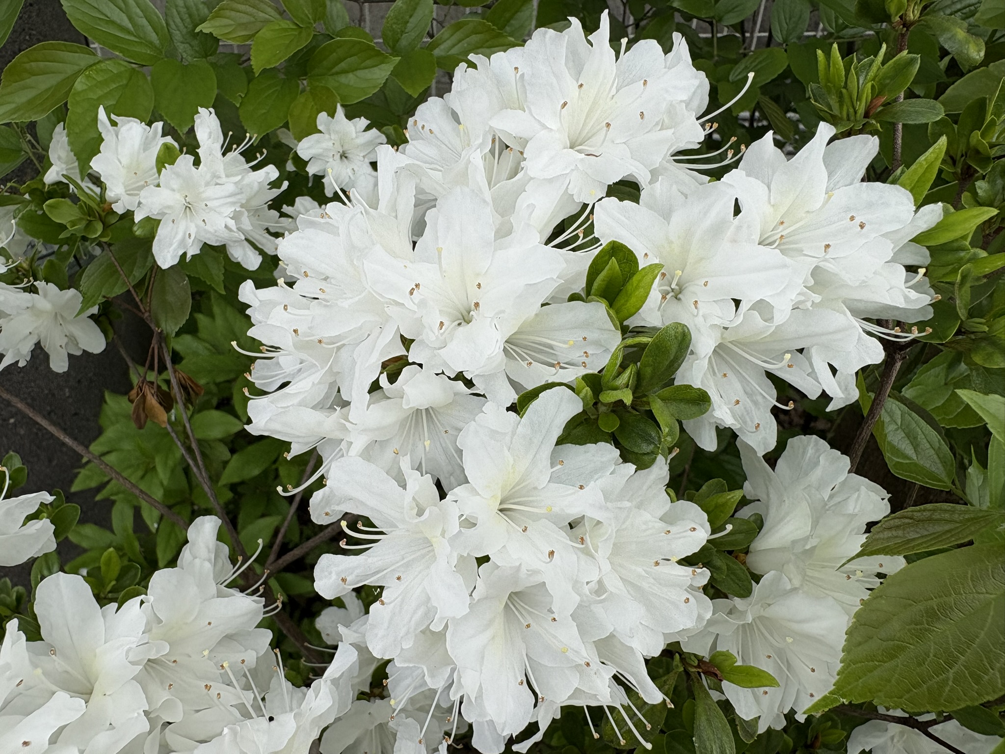 女優品質の美しさ白ツツジ 2026-04-15