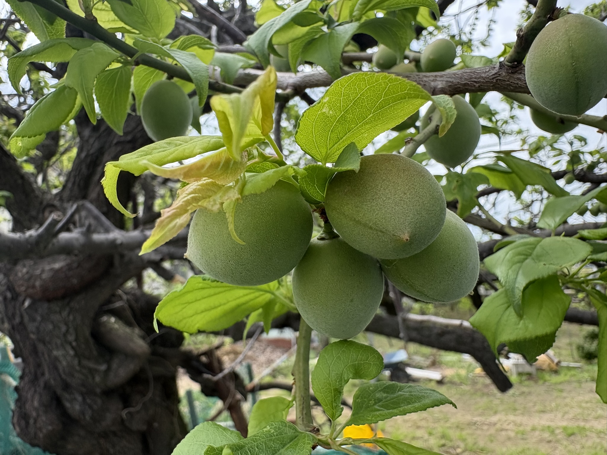 ウメの実の肌触り 2026-04-15