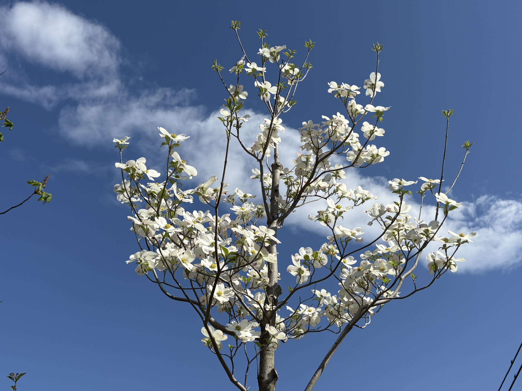 見上げる高さのハナミズキ 2026-04-16
