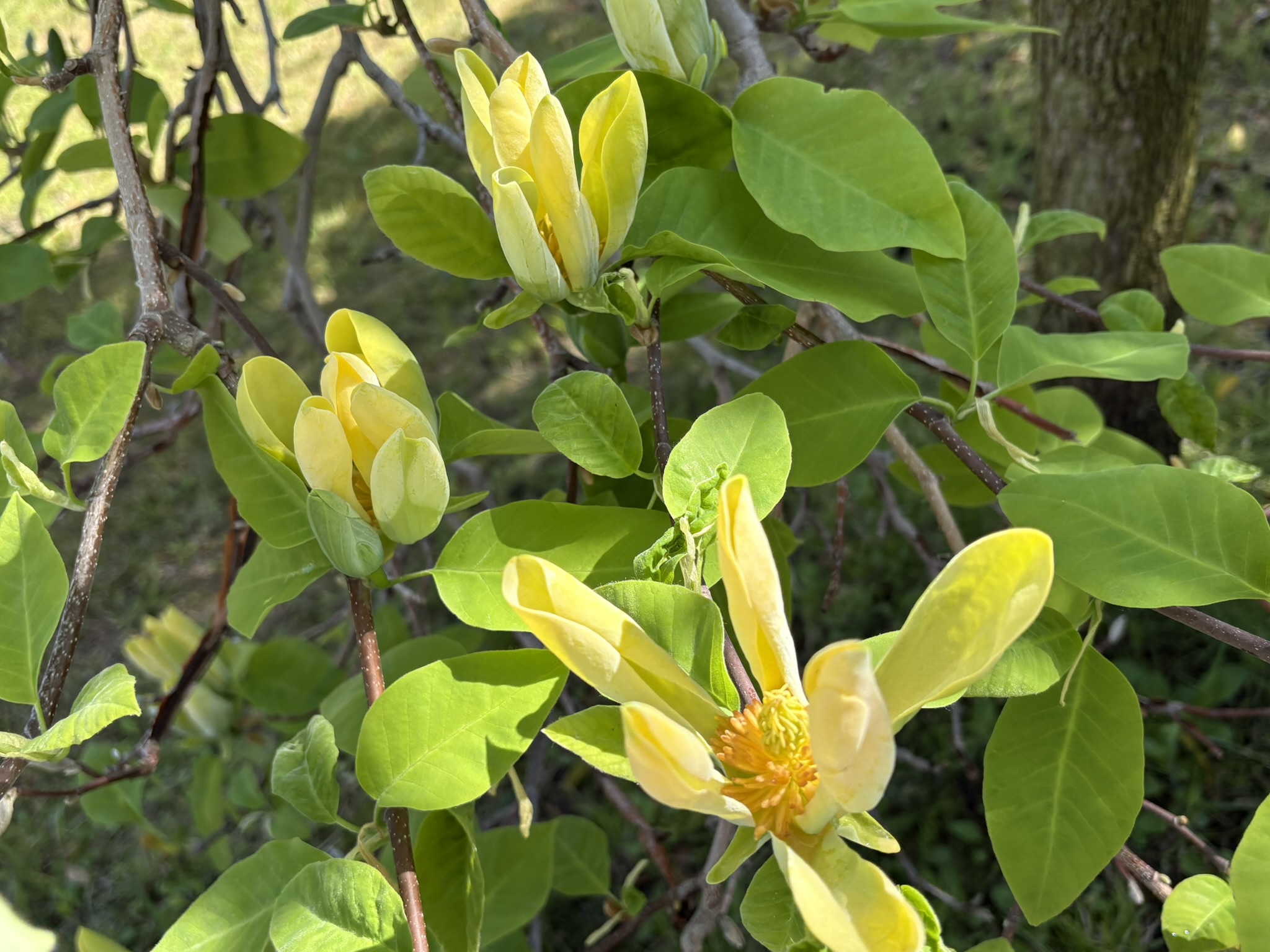 葉と同時に咲くキモクレン 2026-04-16