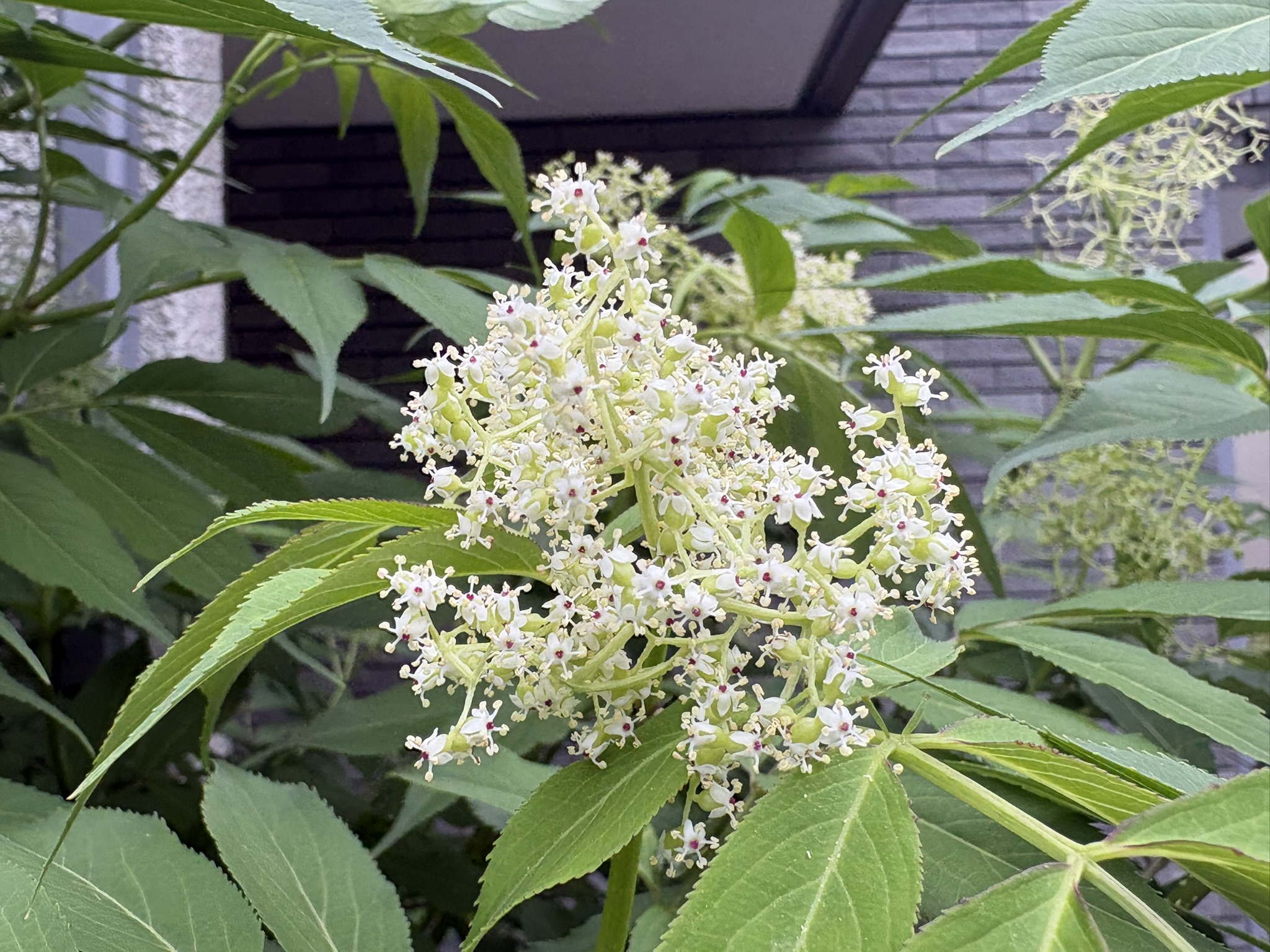 上品に咲く庭のニワトコ 2026-04-16