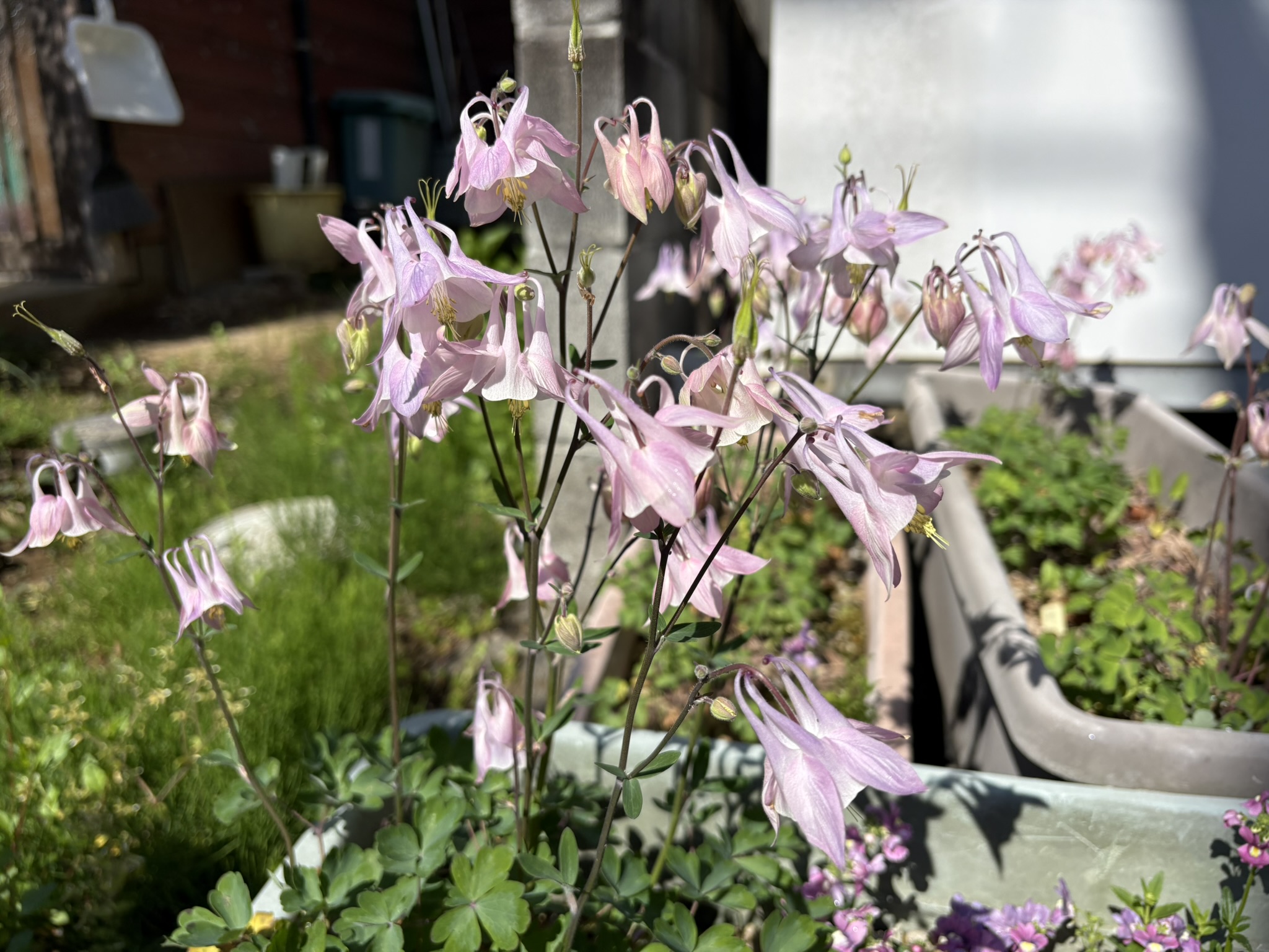 長い距(きょ)が特徴オダマキ