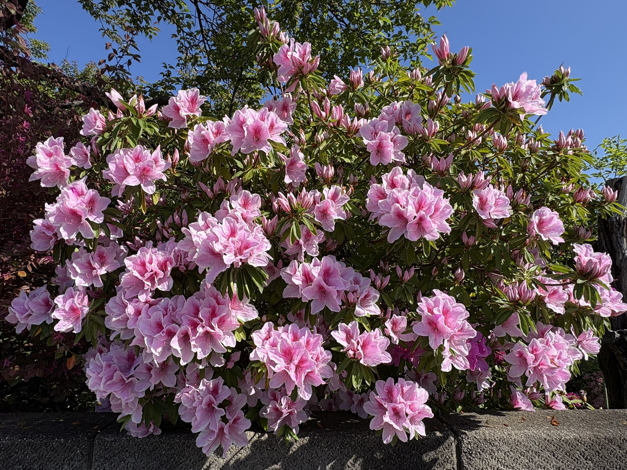 見事な花の密度のシャクナゲ 2026-04-16