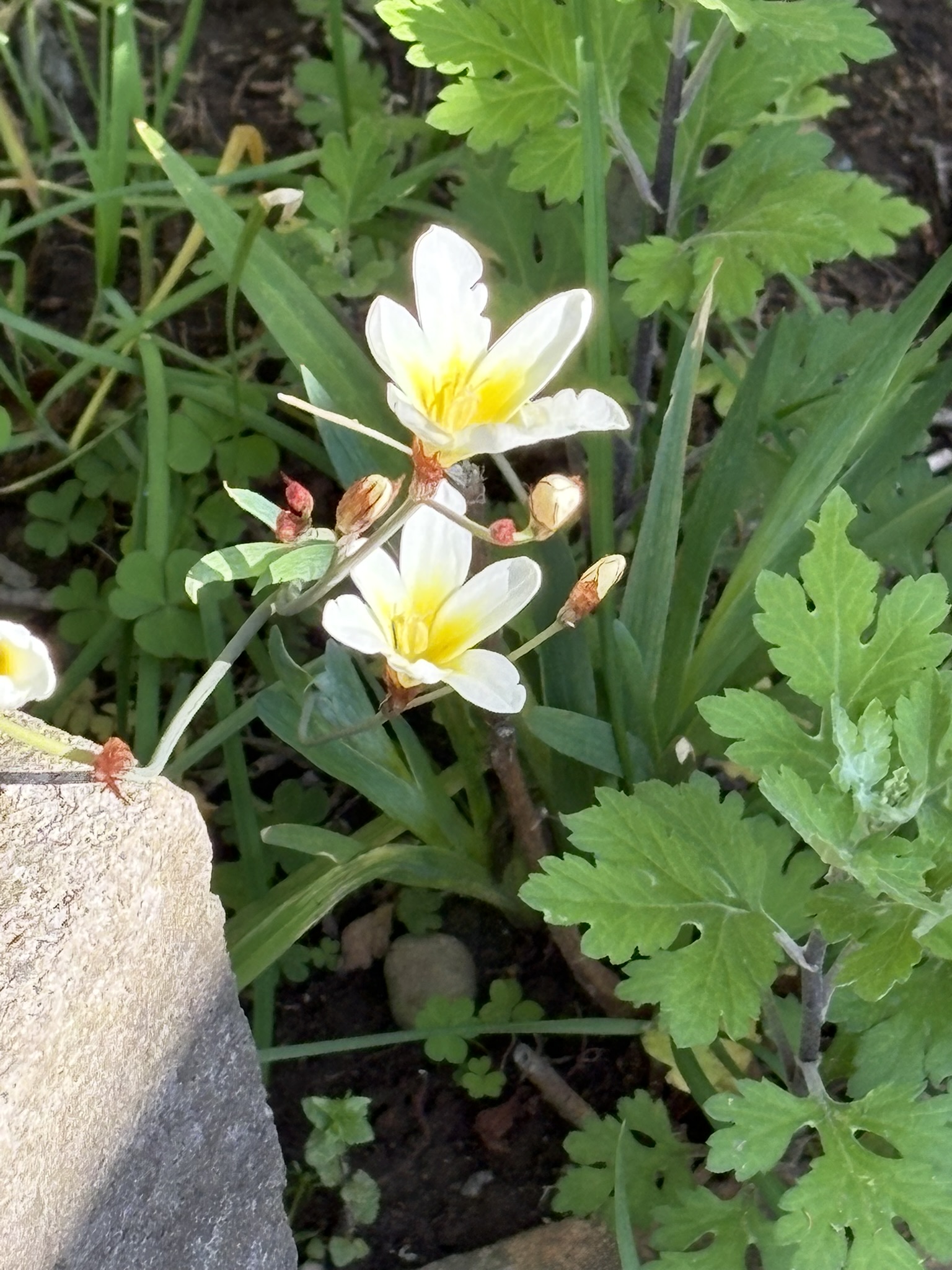 花がスイセン、葉がアヤメのスイセンアヤメ 2026-04-16