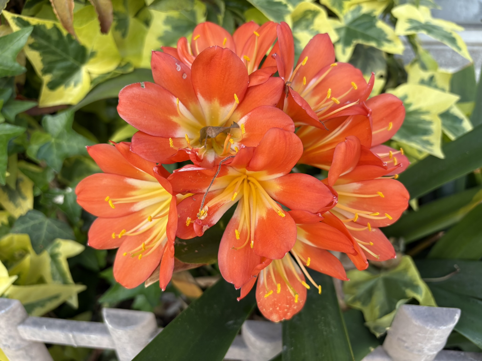 クンシラン その名の通り高貴な佇まい 2026-04-17