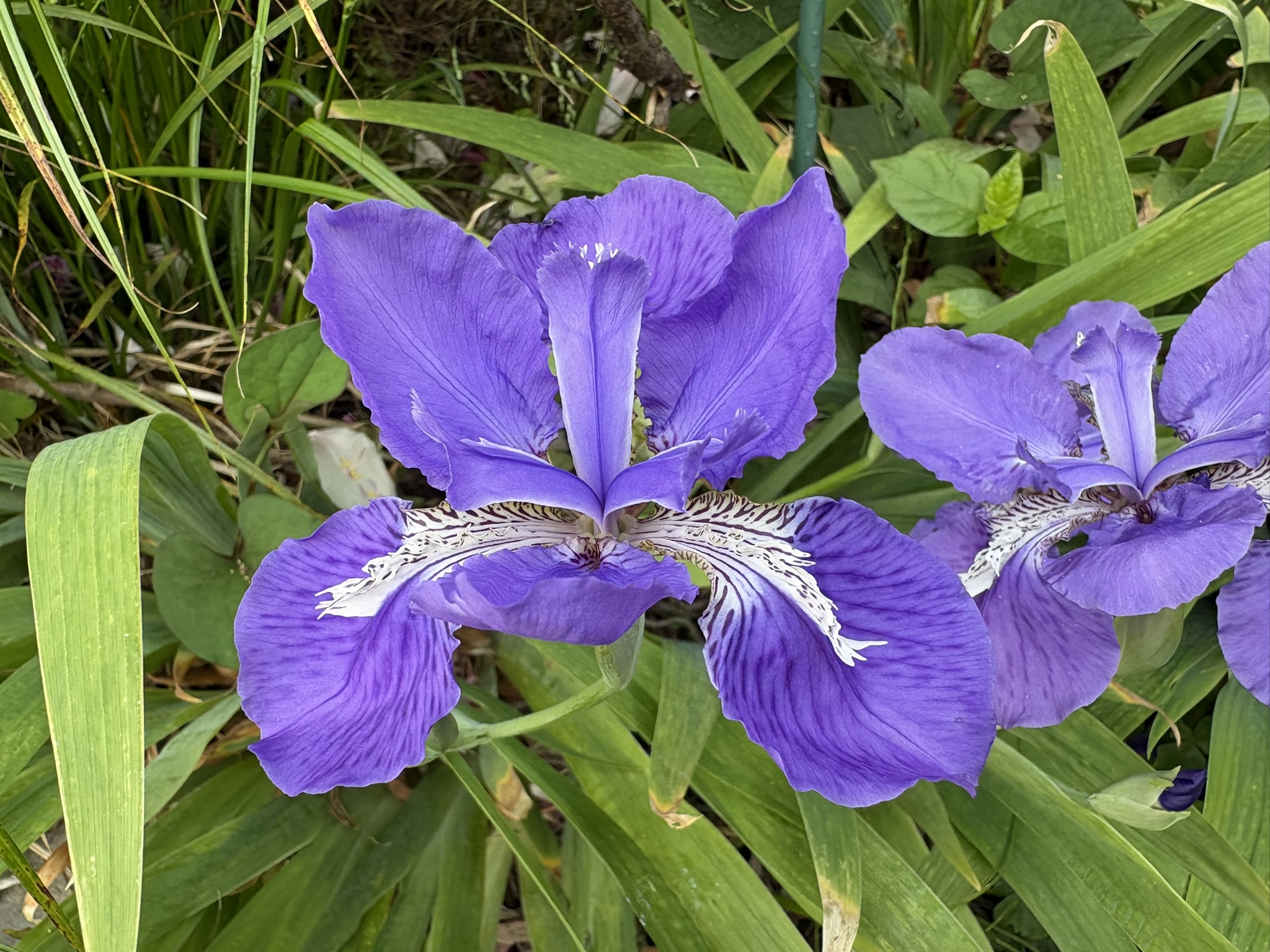 一番の座を奪われたイチハツ 2026-04-19