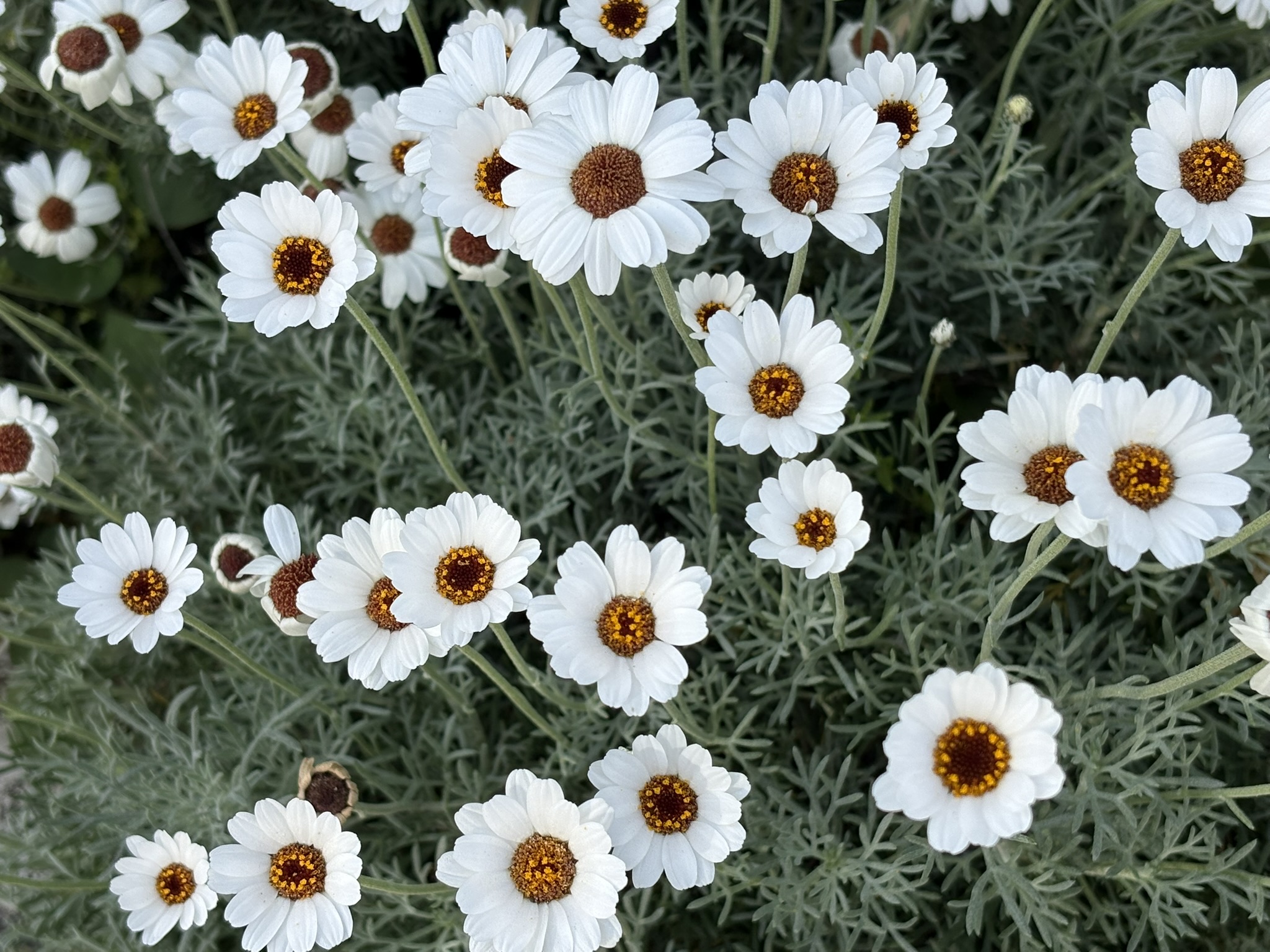 筒状花が茶色いローゼンセマム 2026-04-20