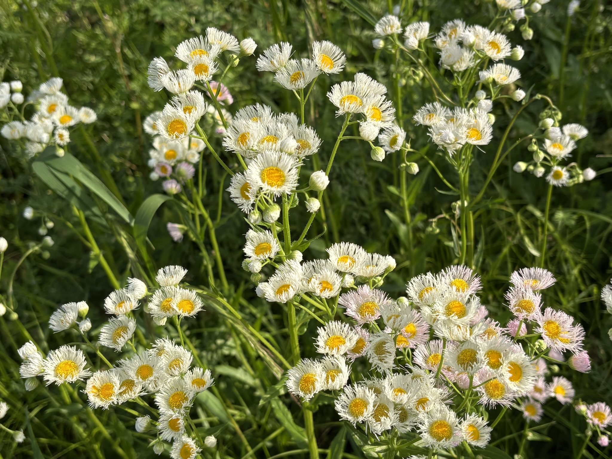 春に咲くからハルジオン 2026-04-20