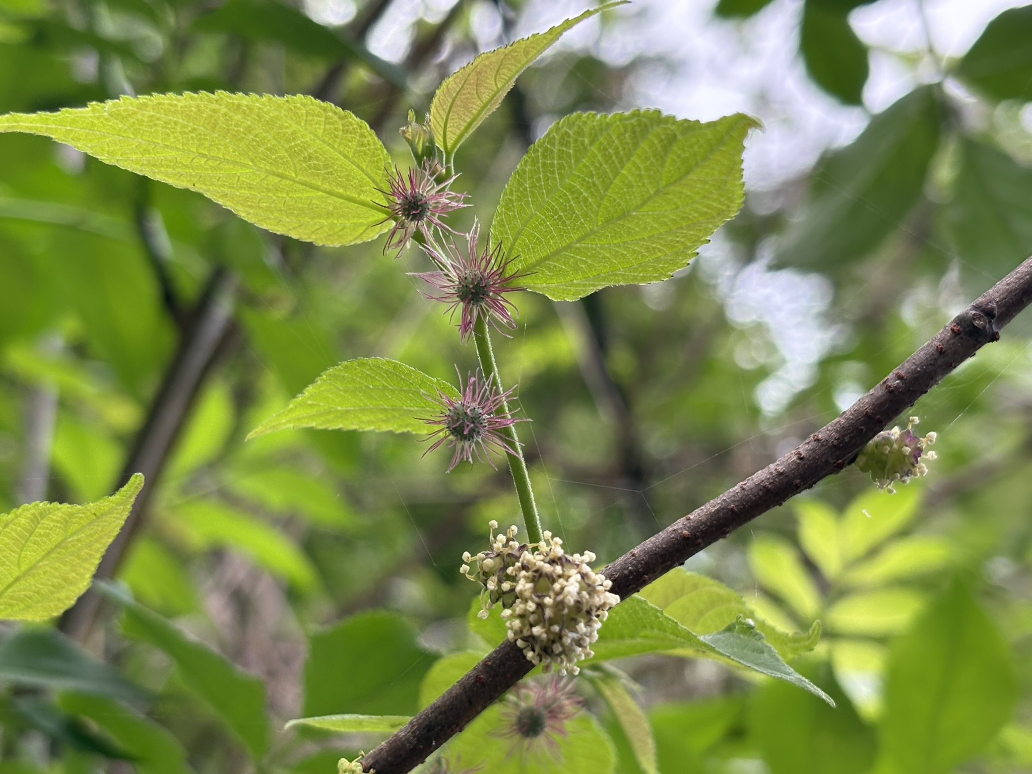 ヒメコウゾの雄花と雌花 2026-04-20