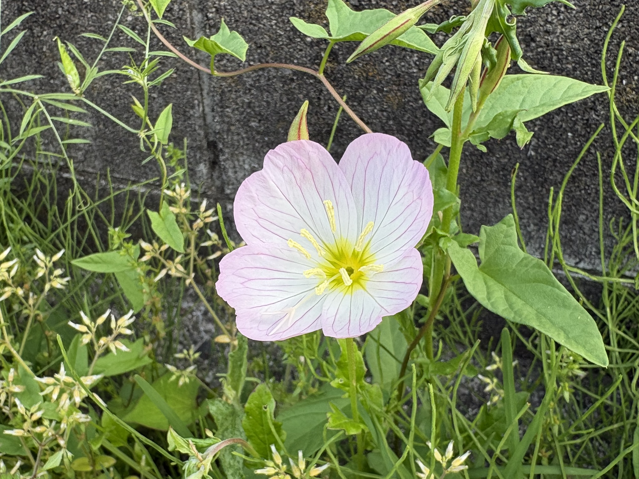 1か月早いヒルザキツキミソウ 2026-04-20