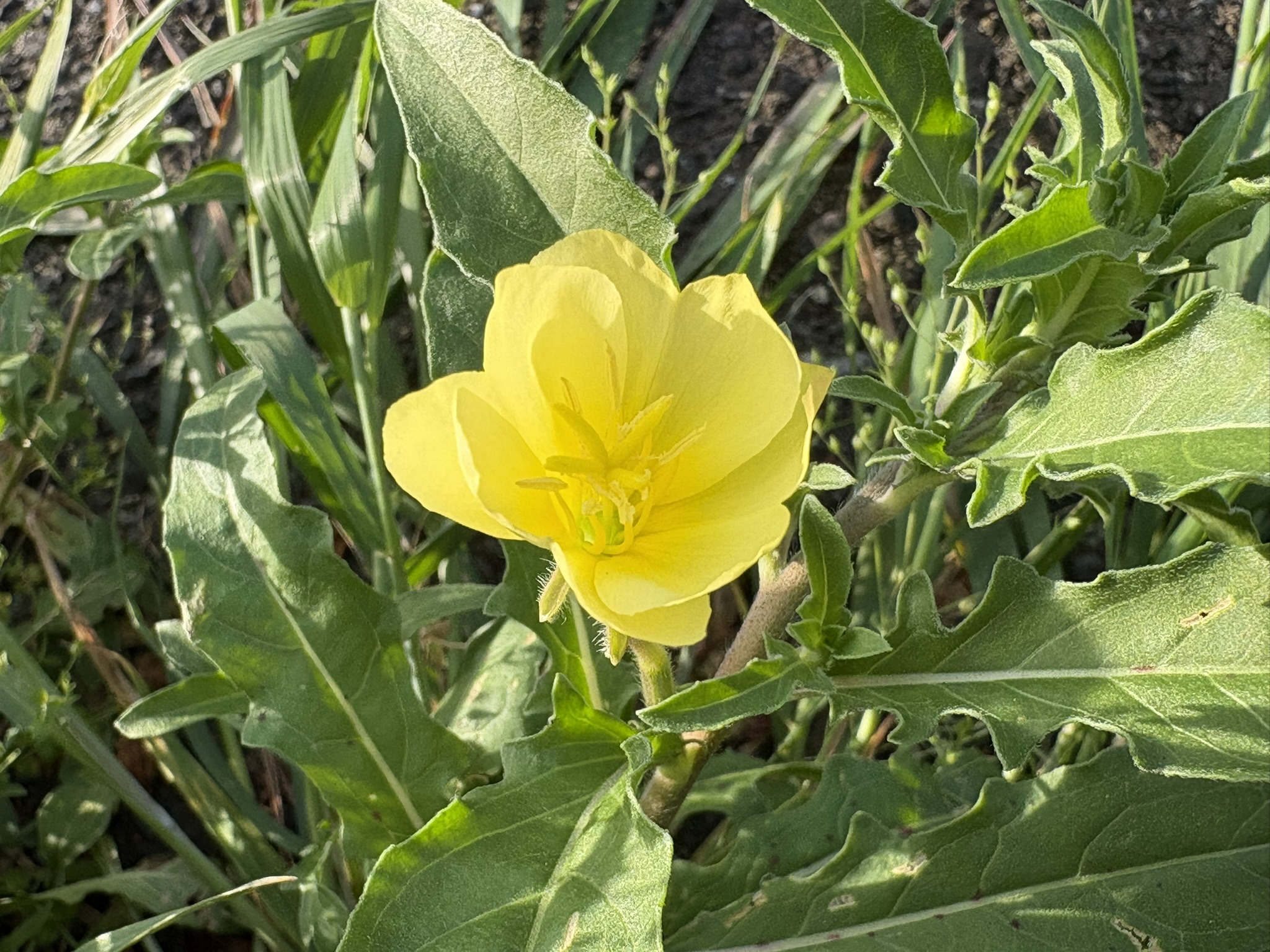 マツヨイグサもう初夏です 206-04-20