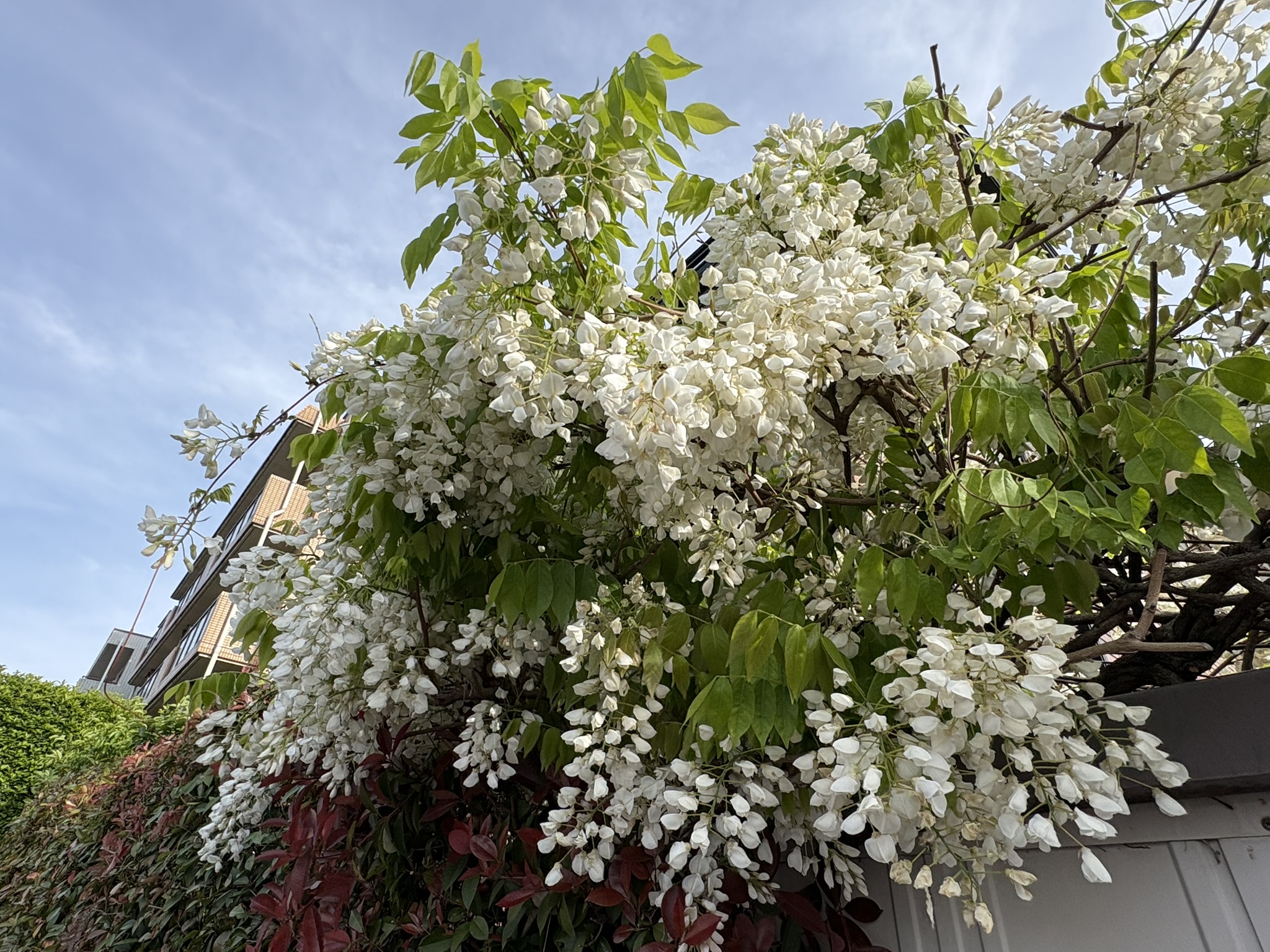 匂いに誘われて白フジ 2026-04-21