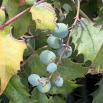 04-21hiiraginanten