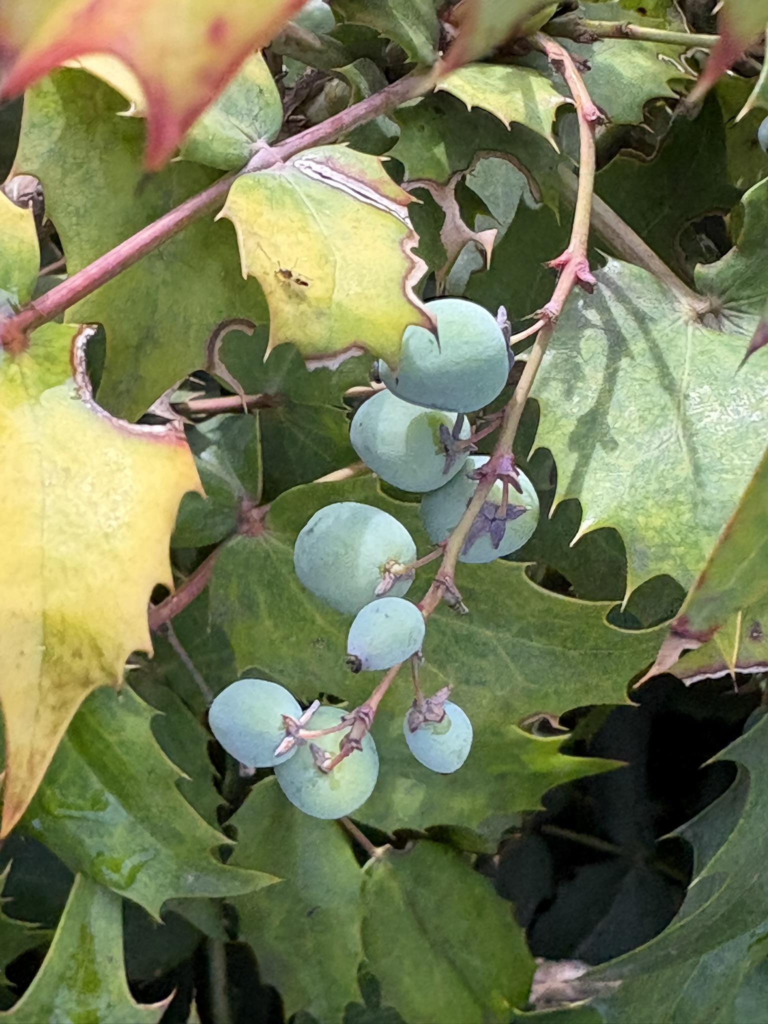 ヒイラギナンテン 青磁色の実 2026-04-21