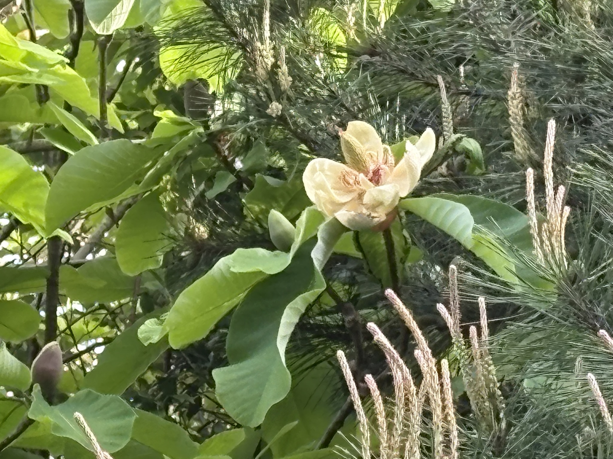 ホウノキの大木今年も開花 2026-04-21