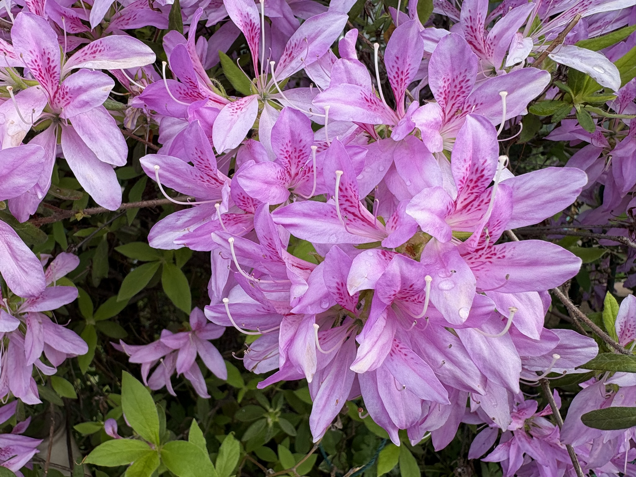 ねばつくのでモチツツジの名が 2026-04-21