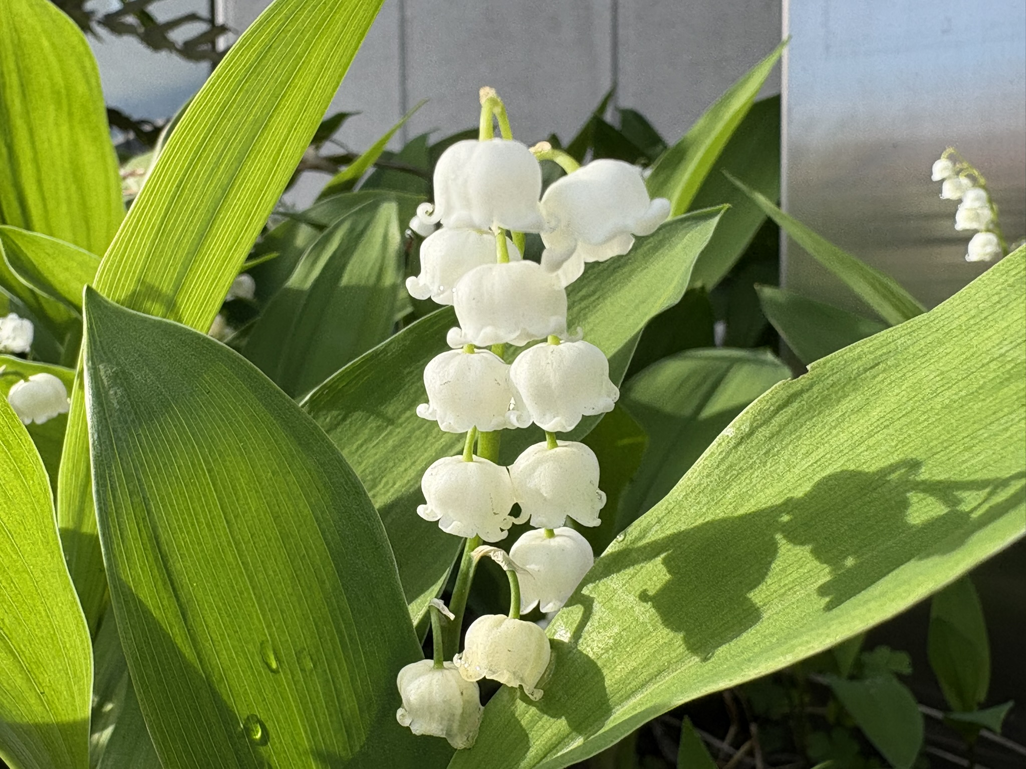 葉の上に咲くのはドイツスズラン 2026-04-22