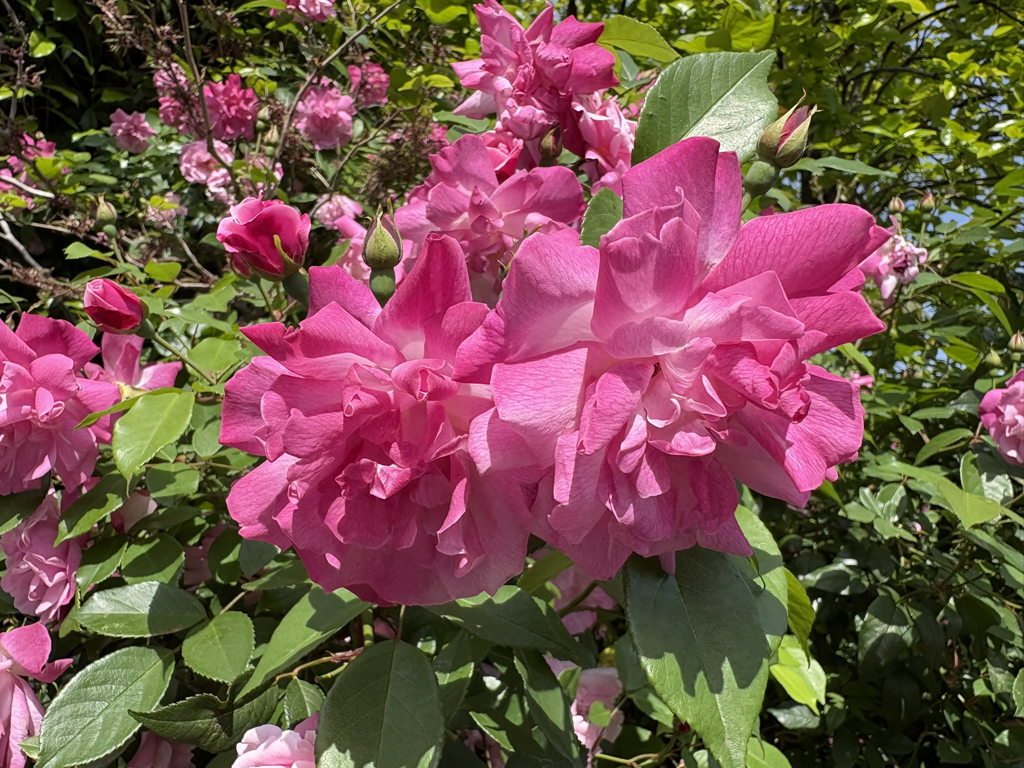 柔らかなウェーブのバラ 2026-04-22