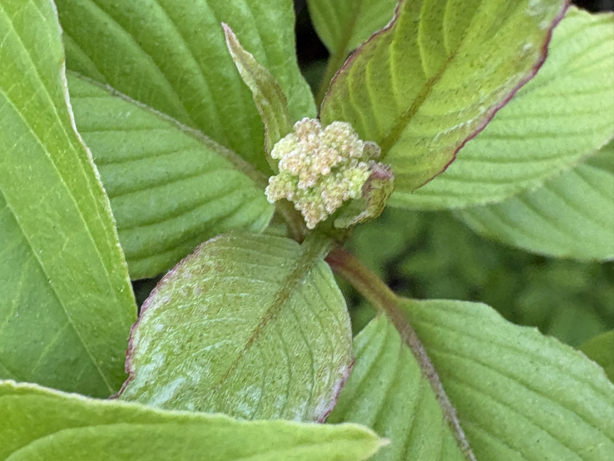 クマノミズキのつぼみの赤ちゃん 2026-04-22