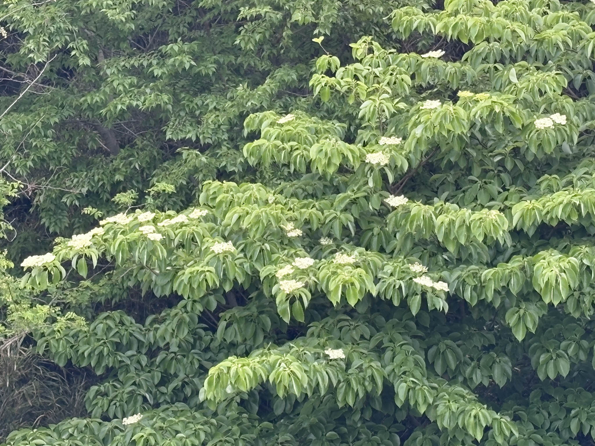 ミズキ開花準備万端 2026-04-22