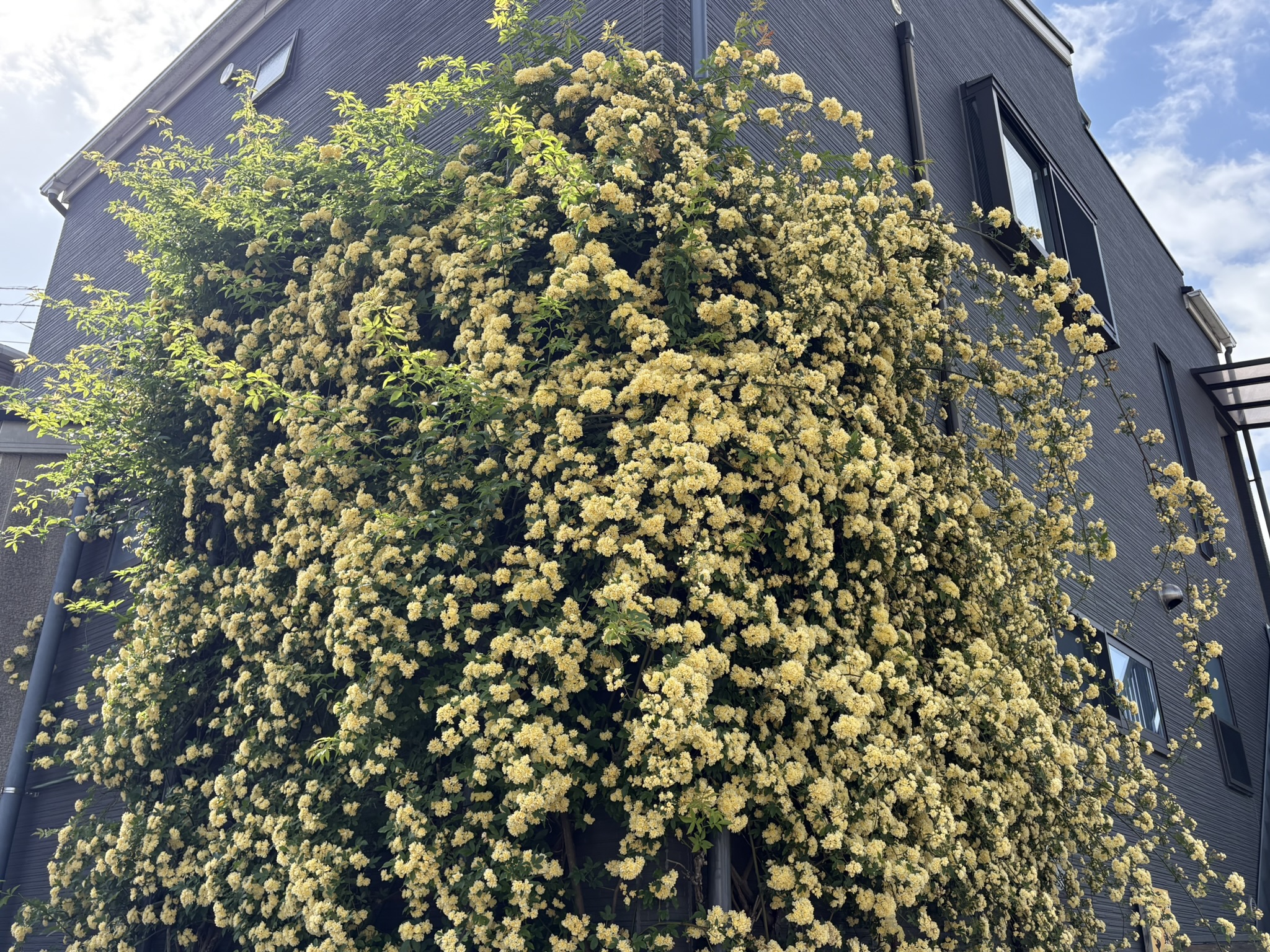 外壁占拠進行中モッコウバラ 2026-04-22