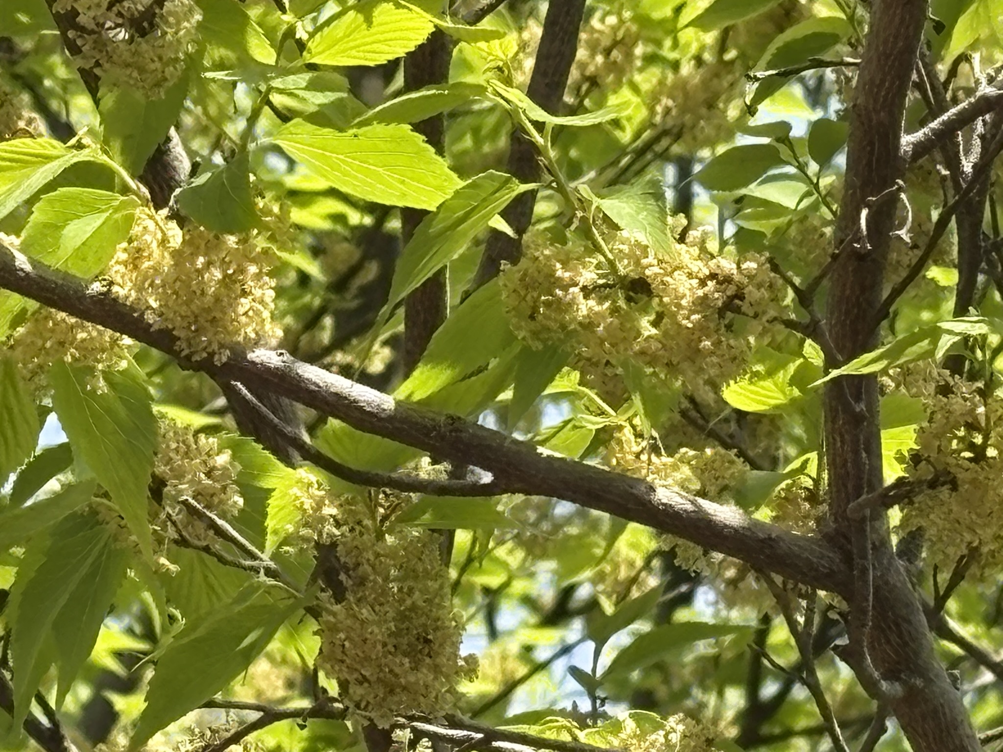 ムクノキ雌花は小さくて見えない 2026-04-22