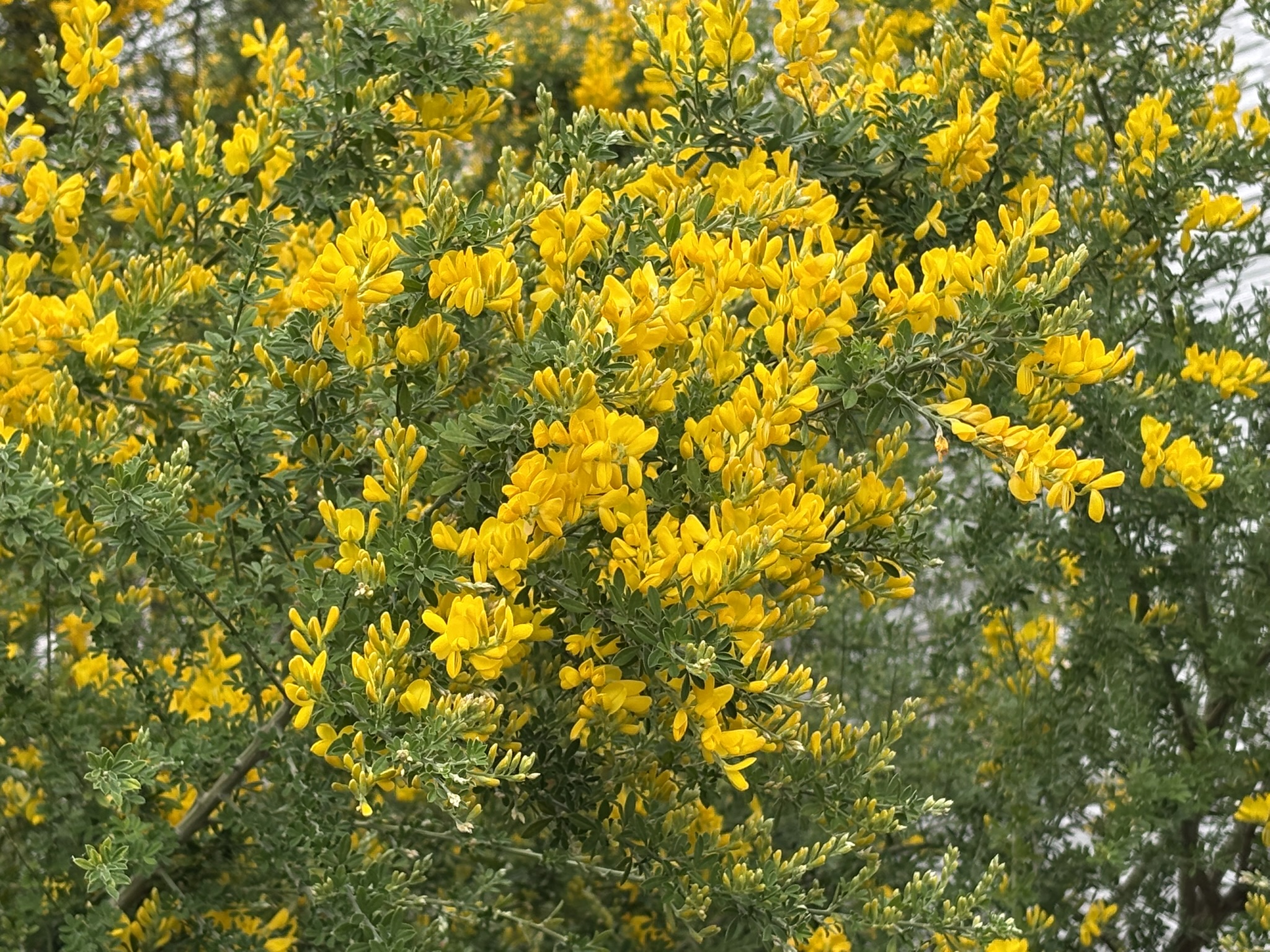 生命力を感じるエニシダ 2026-04-23