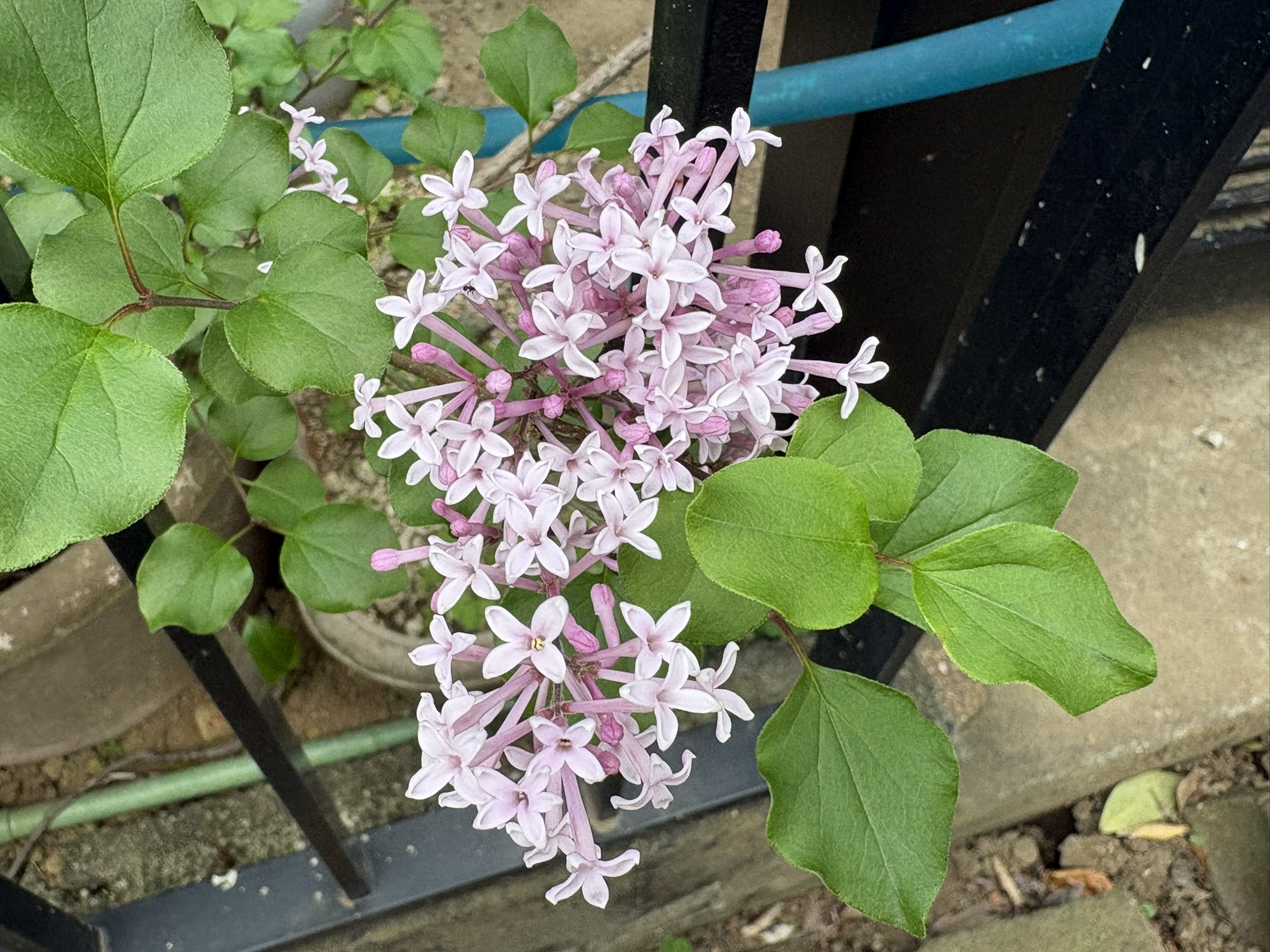 育てやすいヒメライラック 2026-04-23