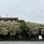 04-23kanamemoti