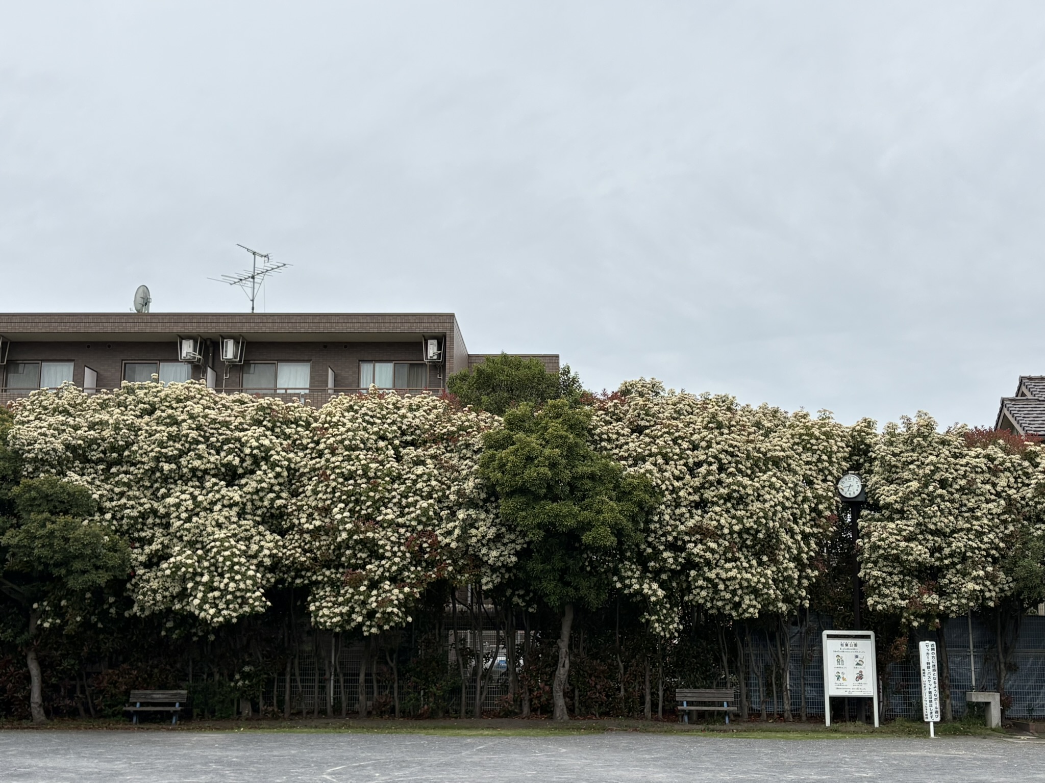 そそり立つカナメモチの壁 2026-04-23