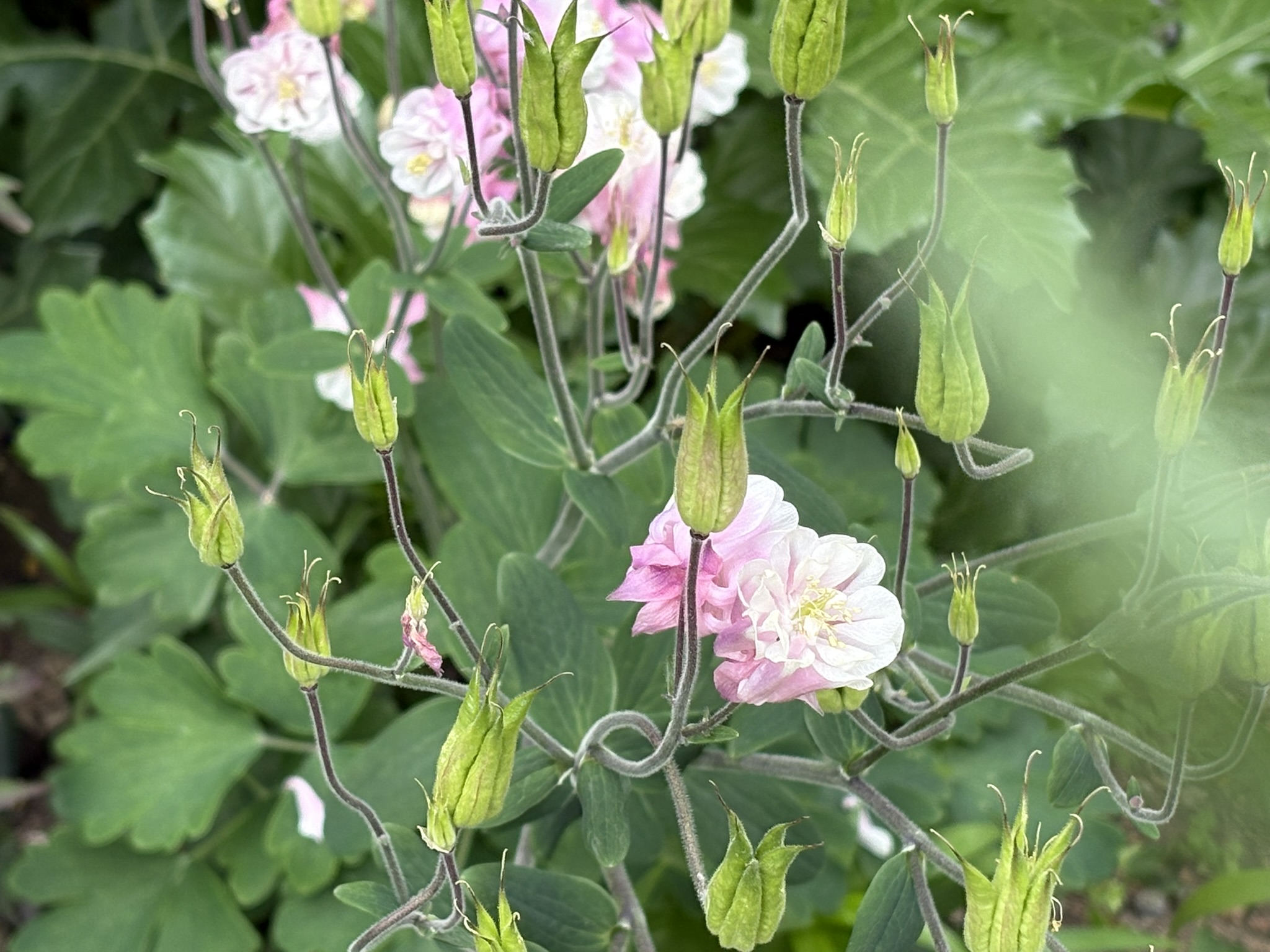 八重咲のオダマキ 2026-04-23