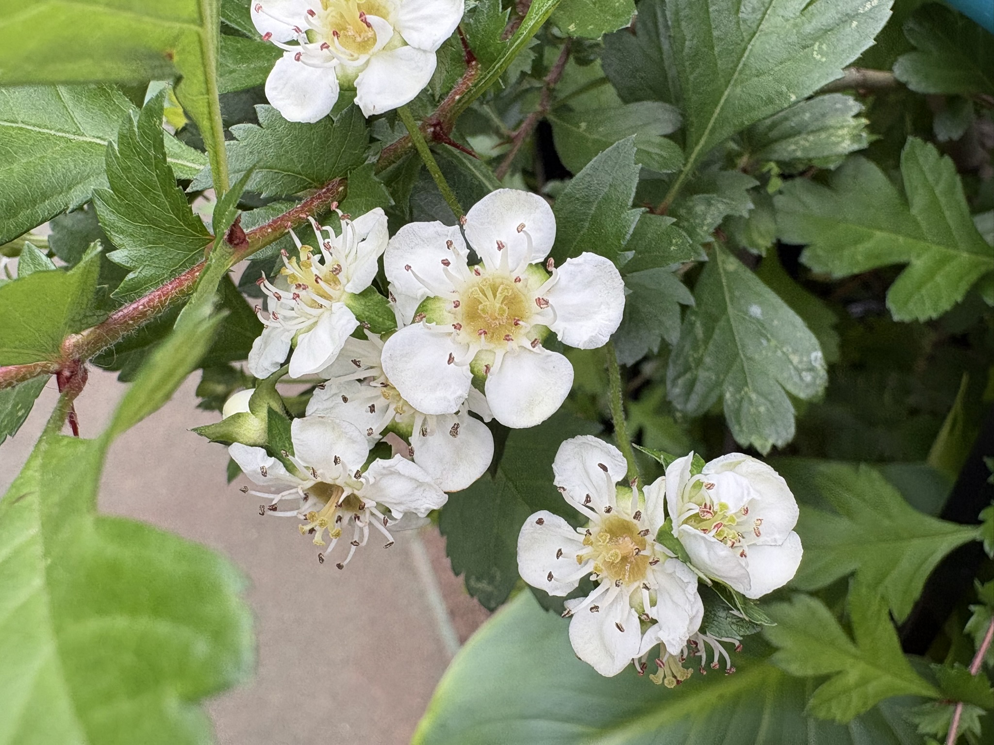 鉢植えになった？サンザシ 2026-04-23