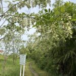 04-24niseakasia