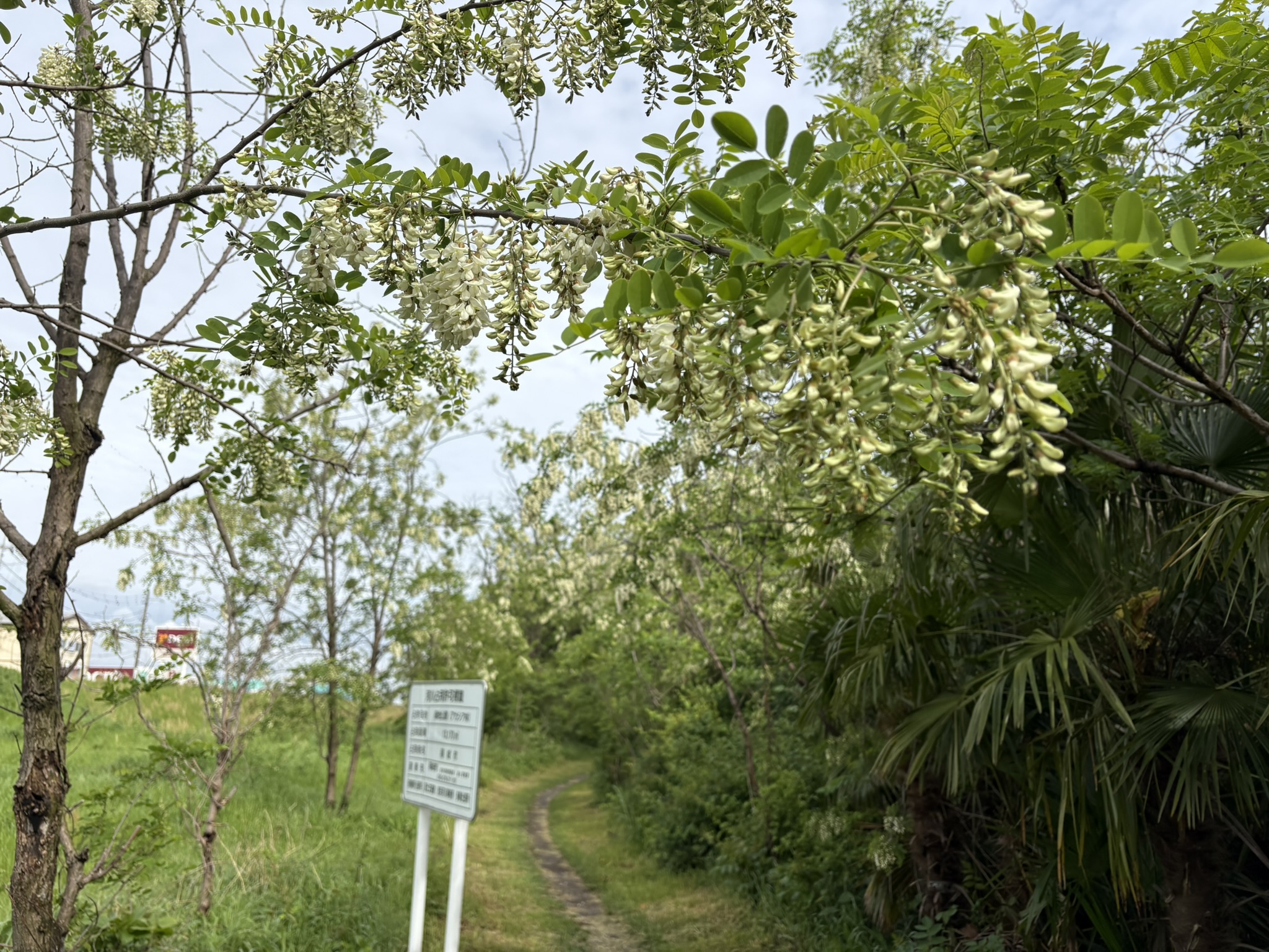 アカシアのトンネル完成間近 2026-04-24