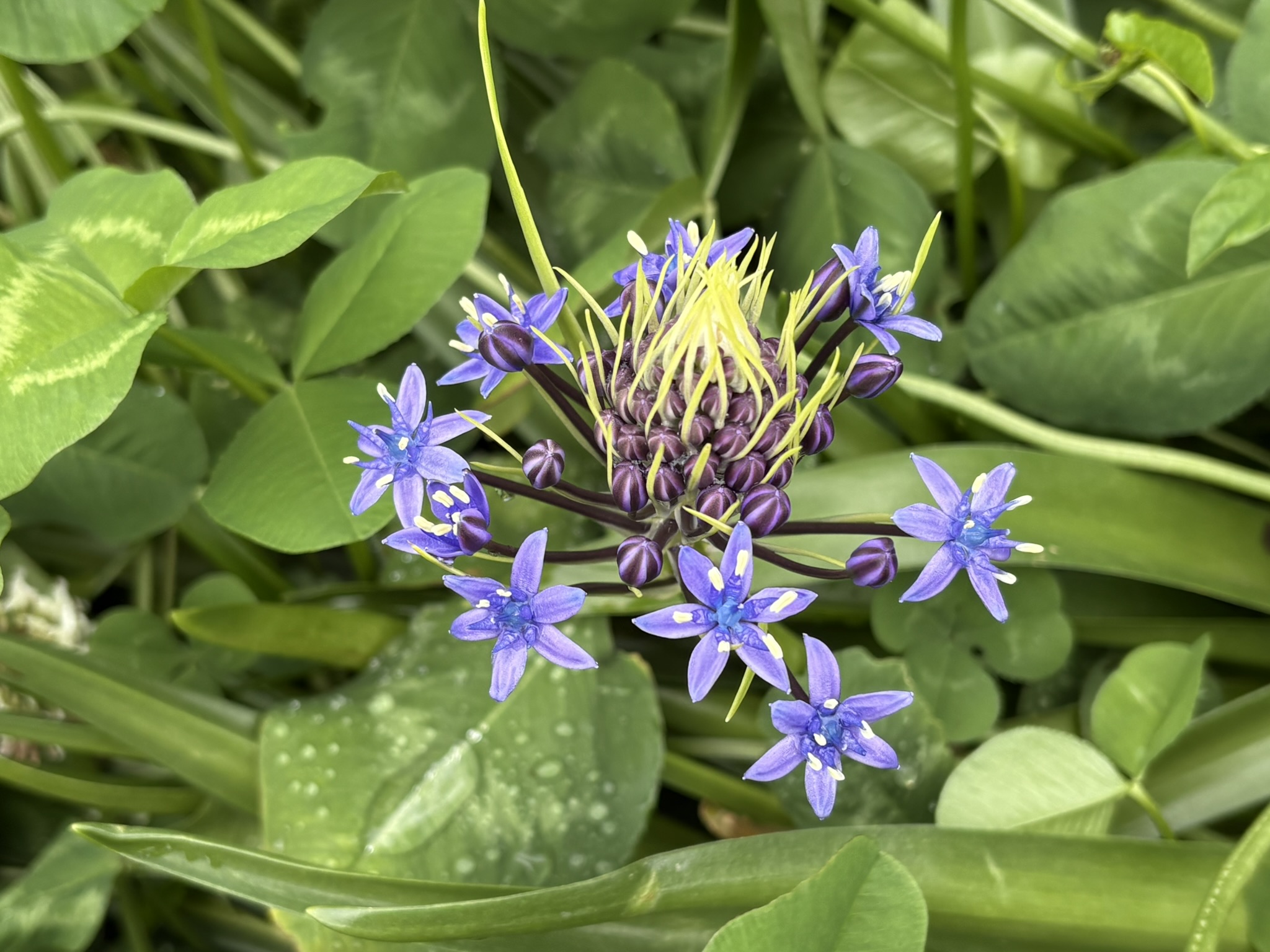 オオツルボ日本に定着