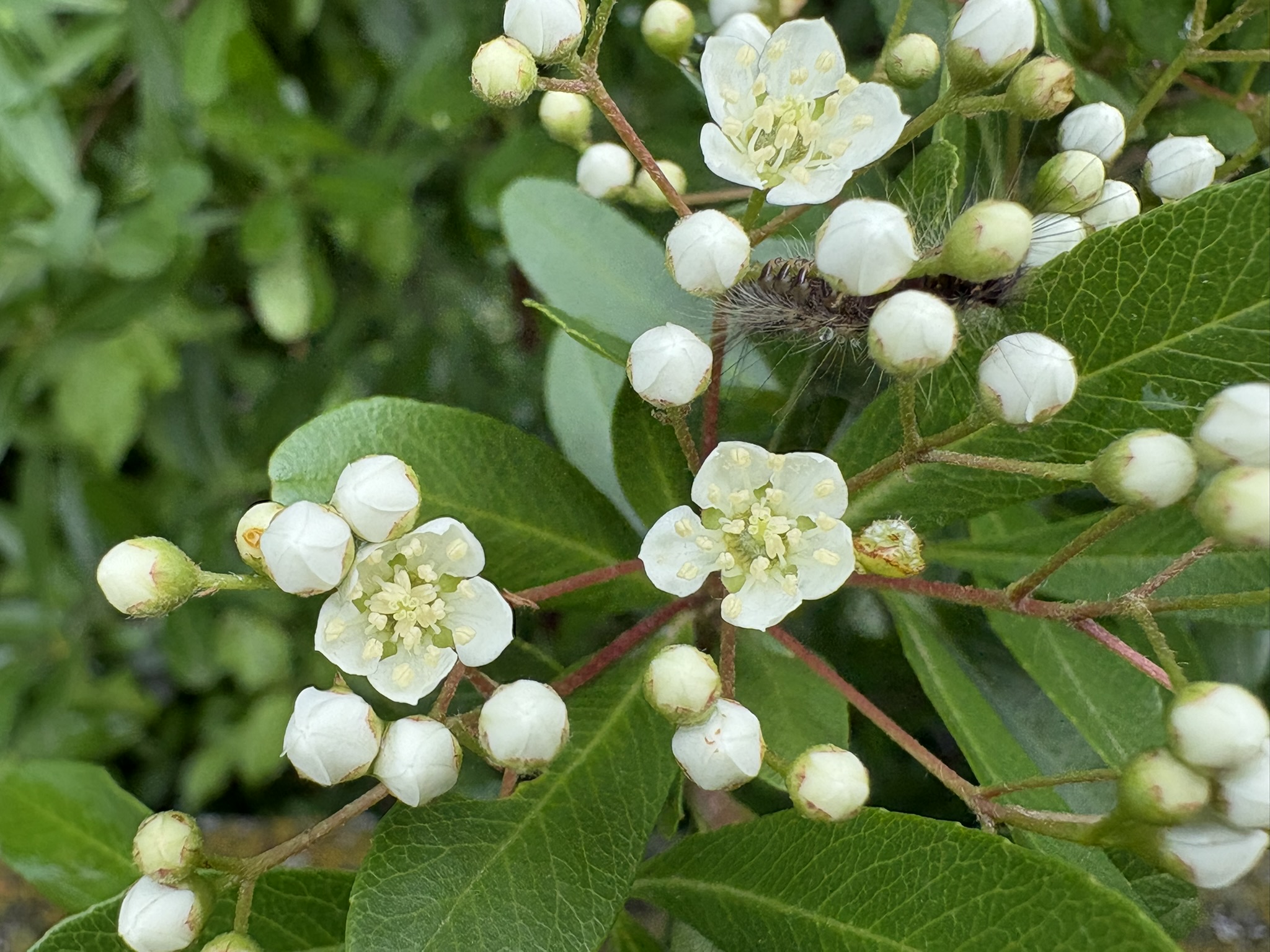 ピラカンサも開花 2026-04-24