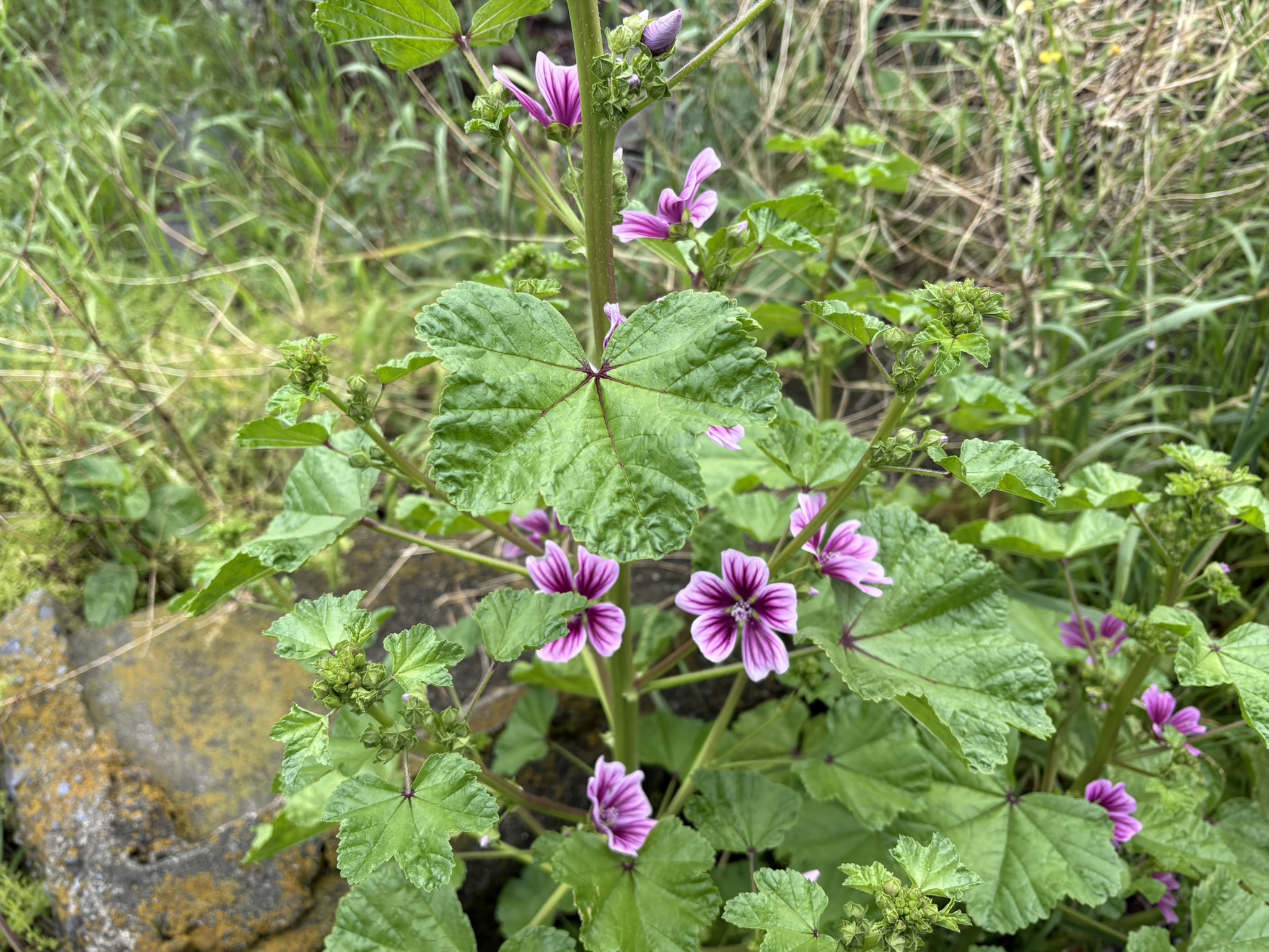 夏の花ゼニアオイもう開花 2026-04-24