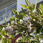 04-28sharinbai
