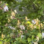 04-28suikazura