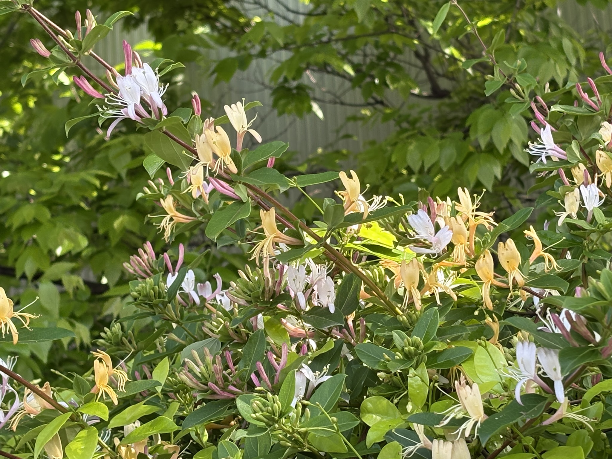 スイカズラの三色アイス 2026-04-28