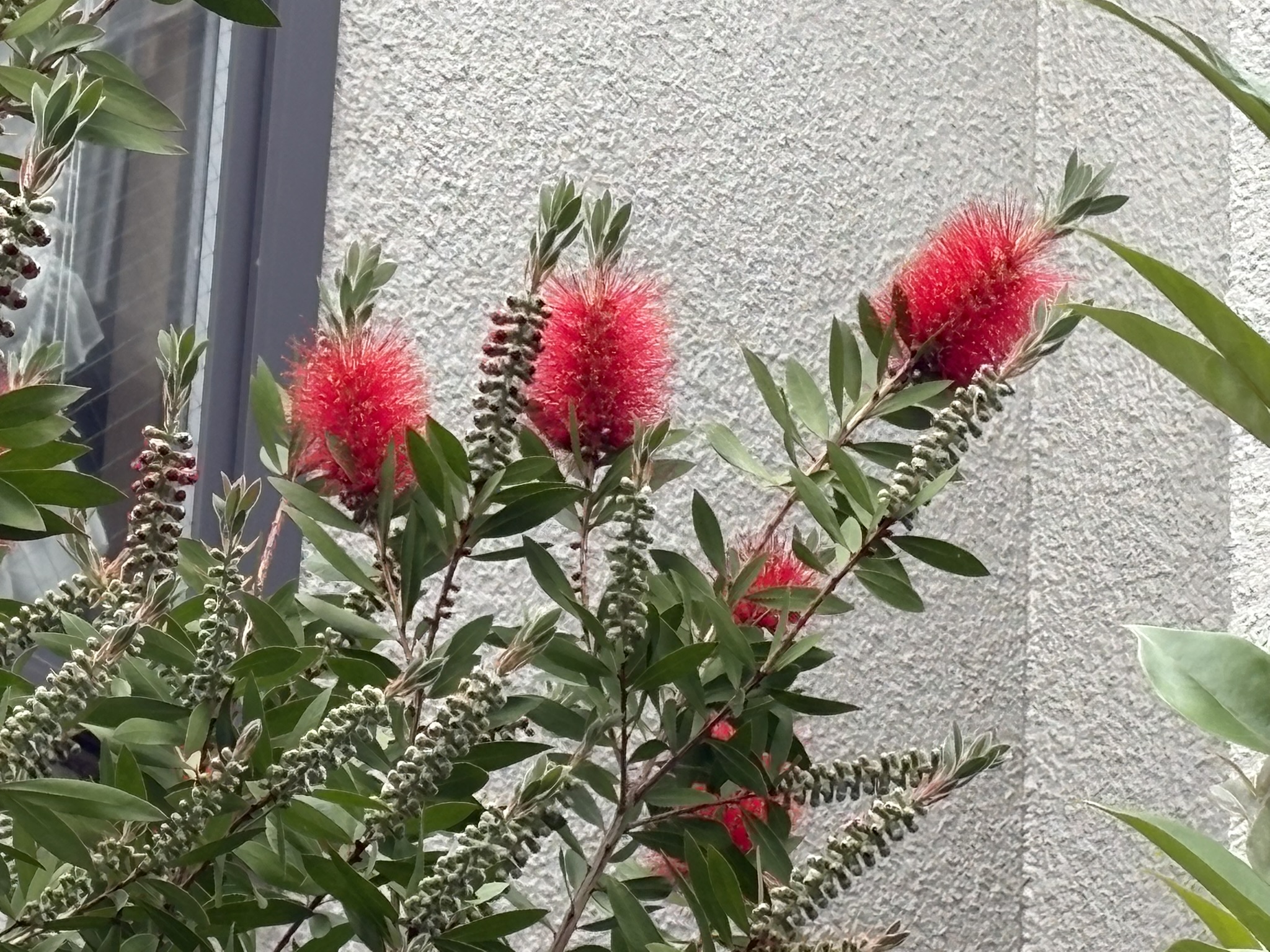 早くも開花ブラシノキ 2026-04-30